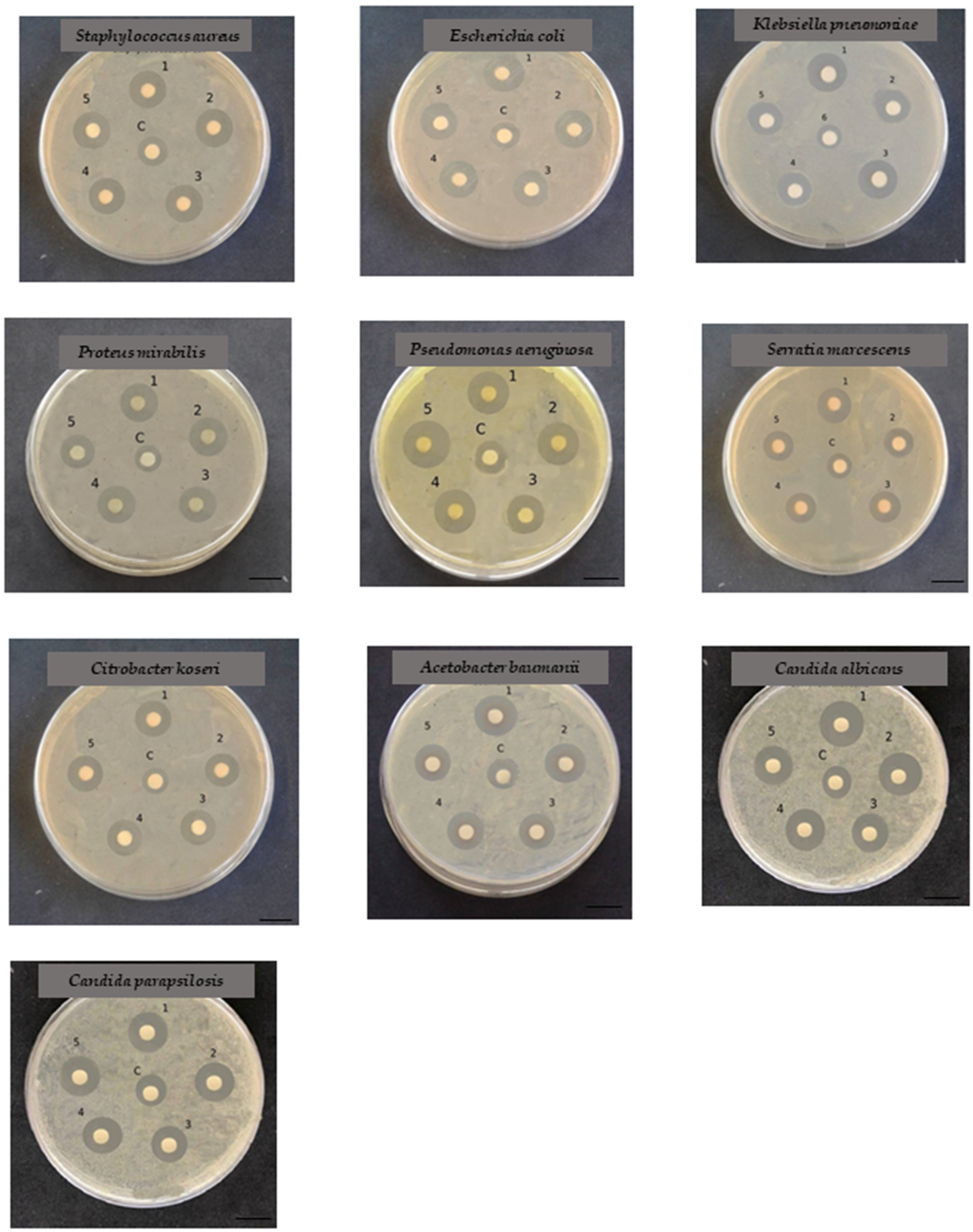 Marinedrugs 22 00089 g006