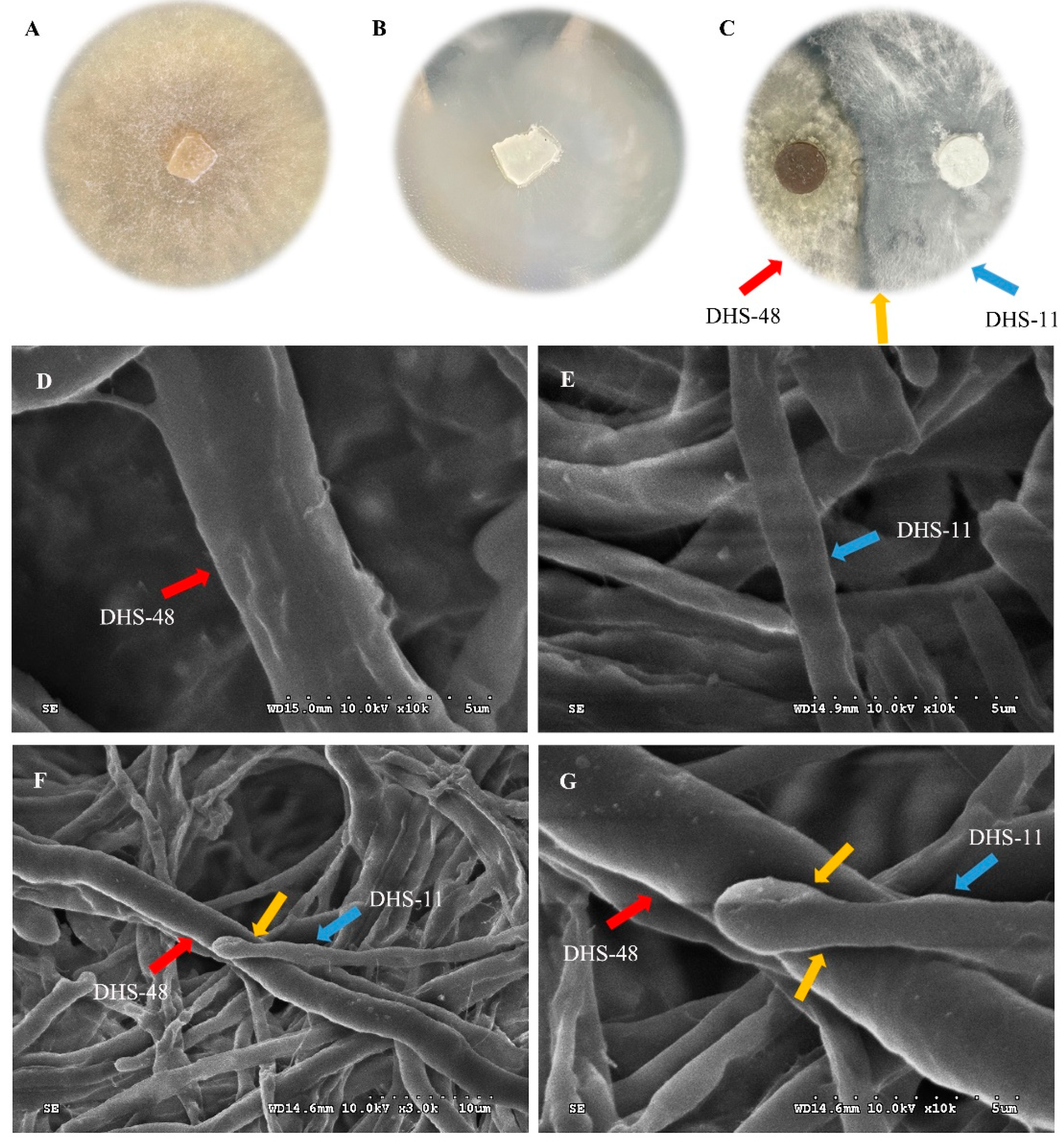 Marinedrugs 22 00102 g002