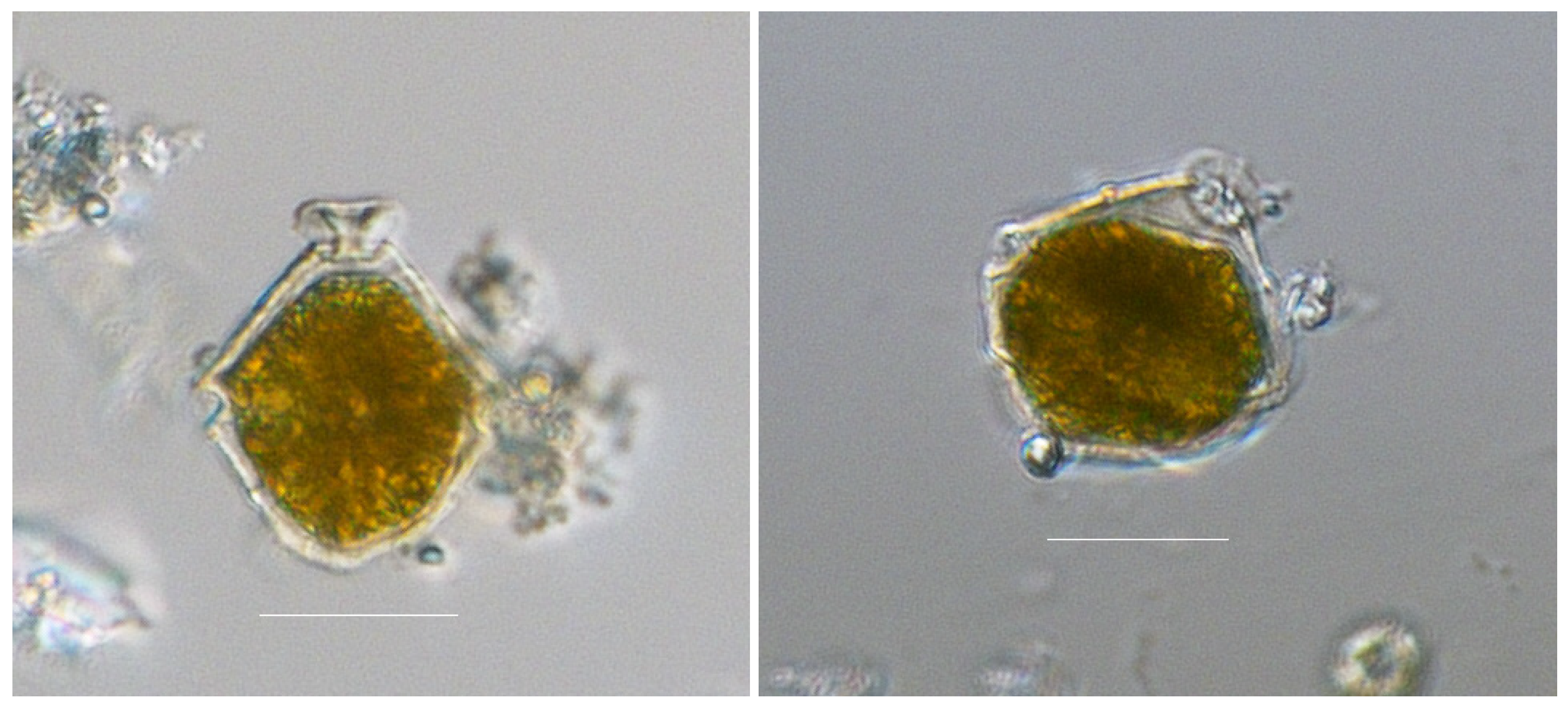 Marinedrugs 22 00122 g003