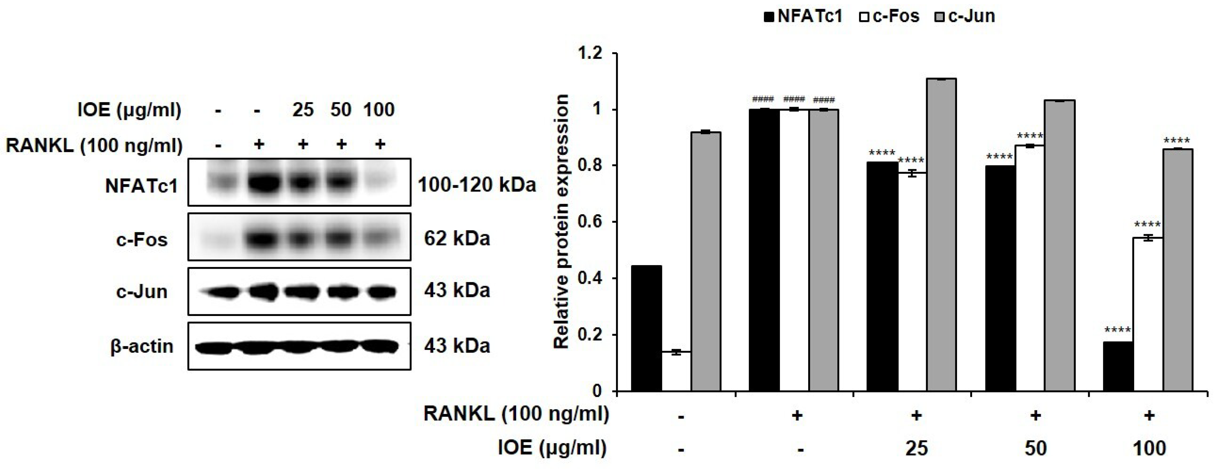 Marinedrugs 22 00137 g004