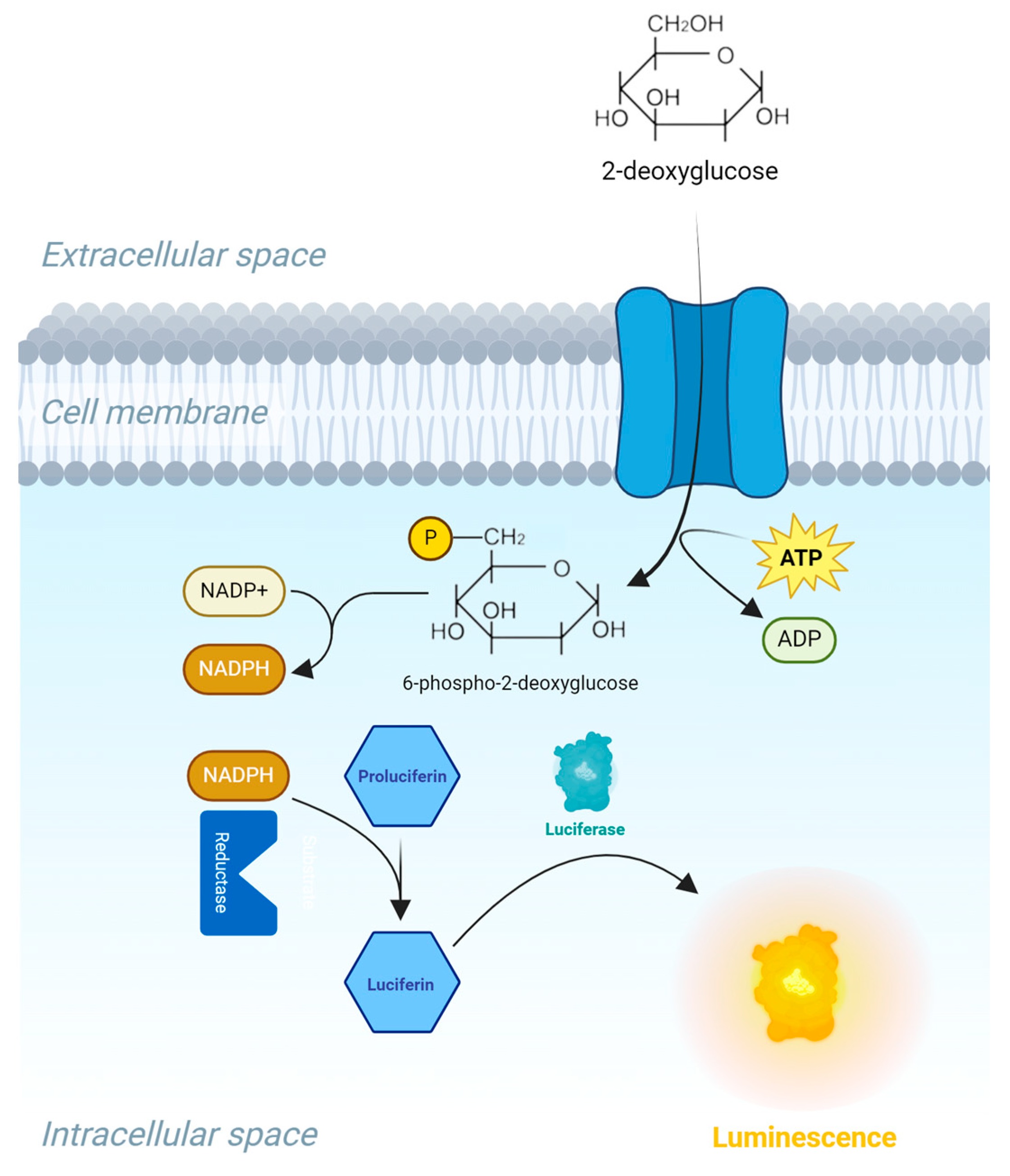 Marinedrugs 22 00151 g009