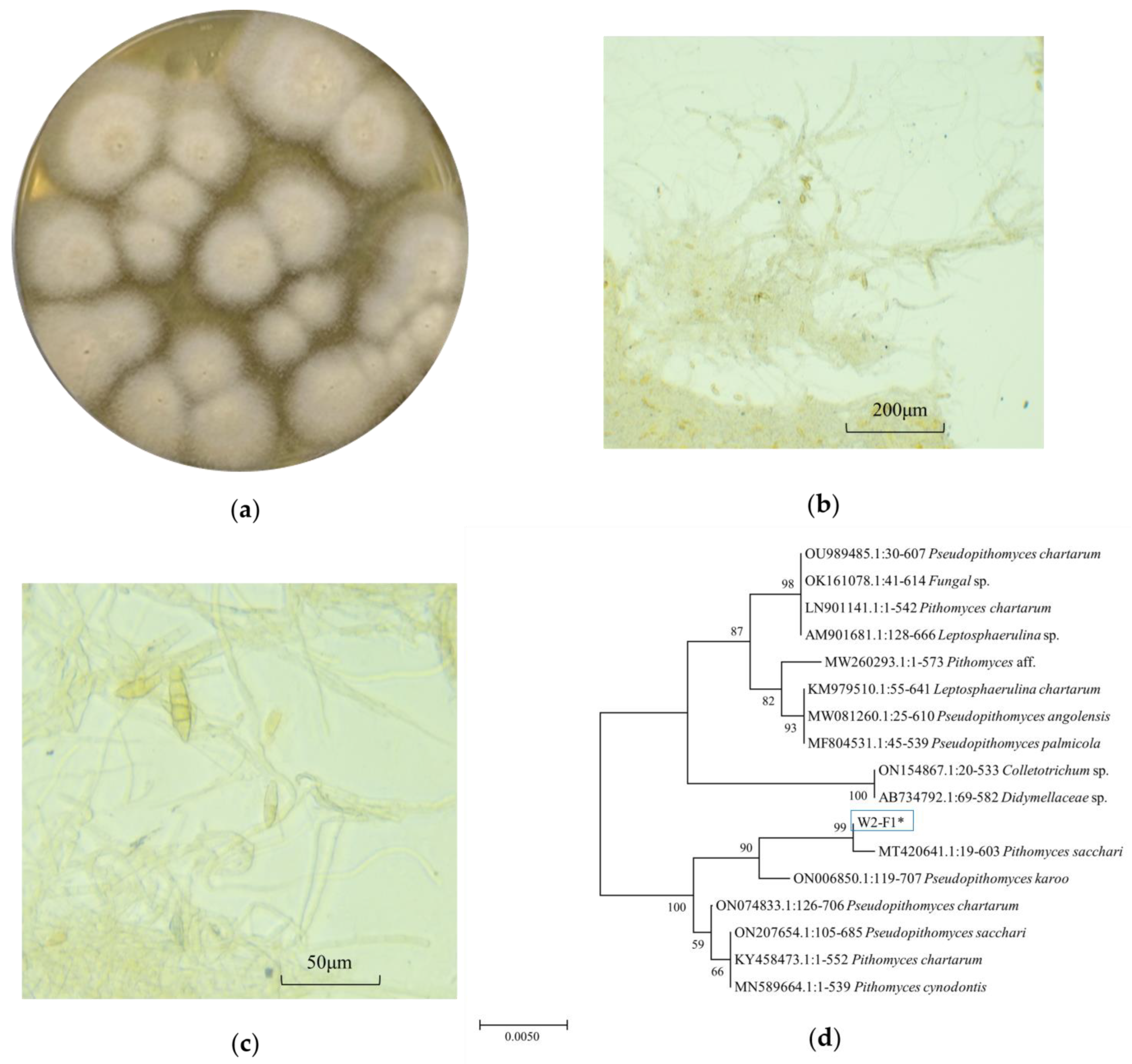 An Investigation of Quorum Sensing Inhibitors against