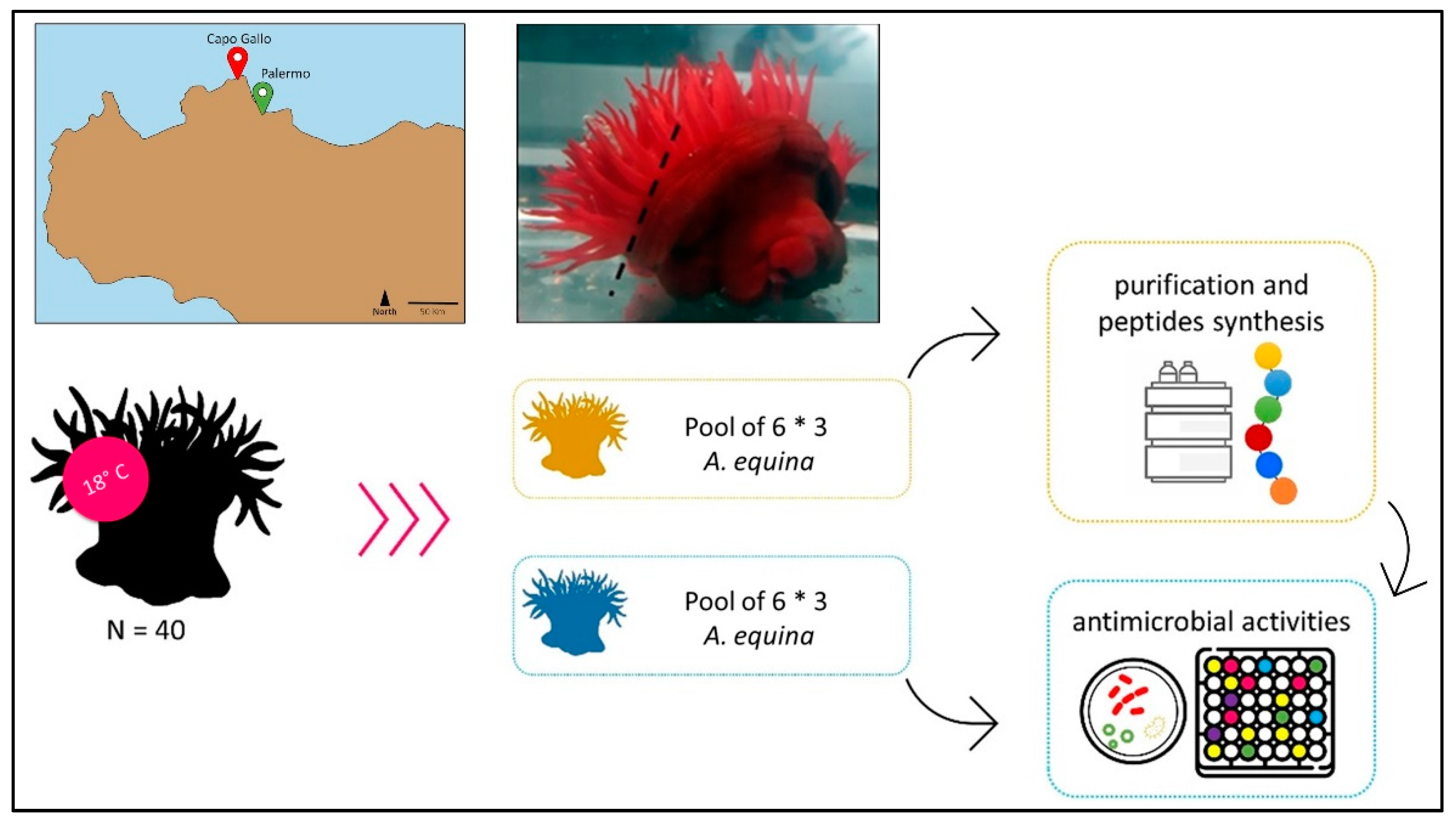 Marinedrugs 22 00172 g008