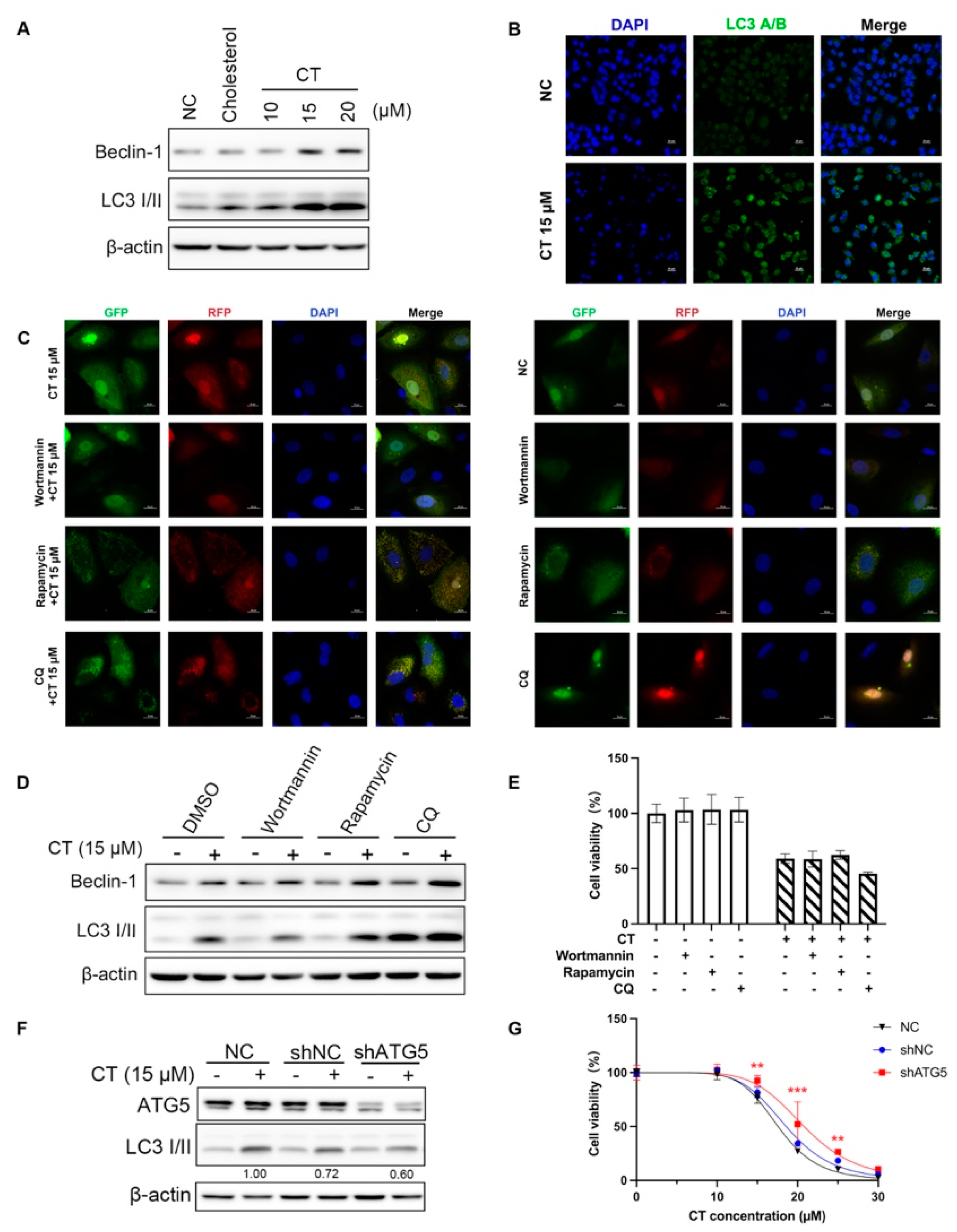 Marinedrugs 22 00174 g004 Marinedrugs 22 00174 g004