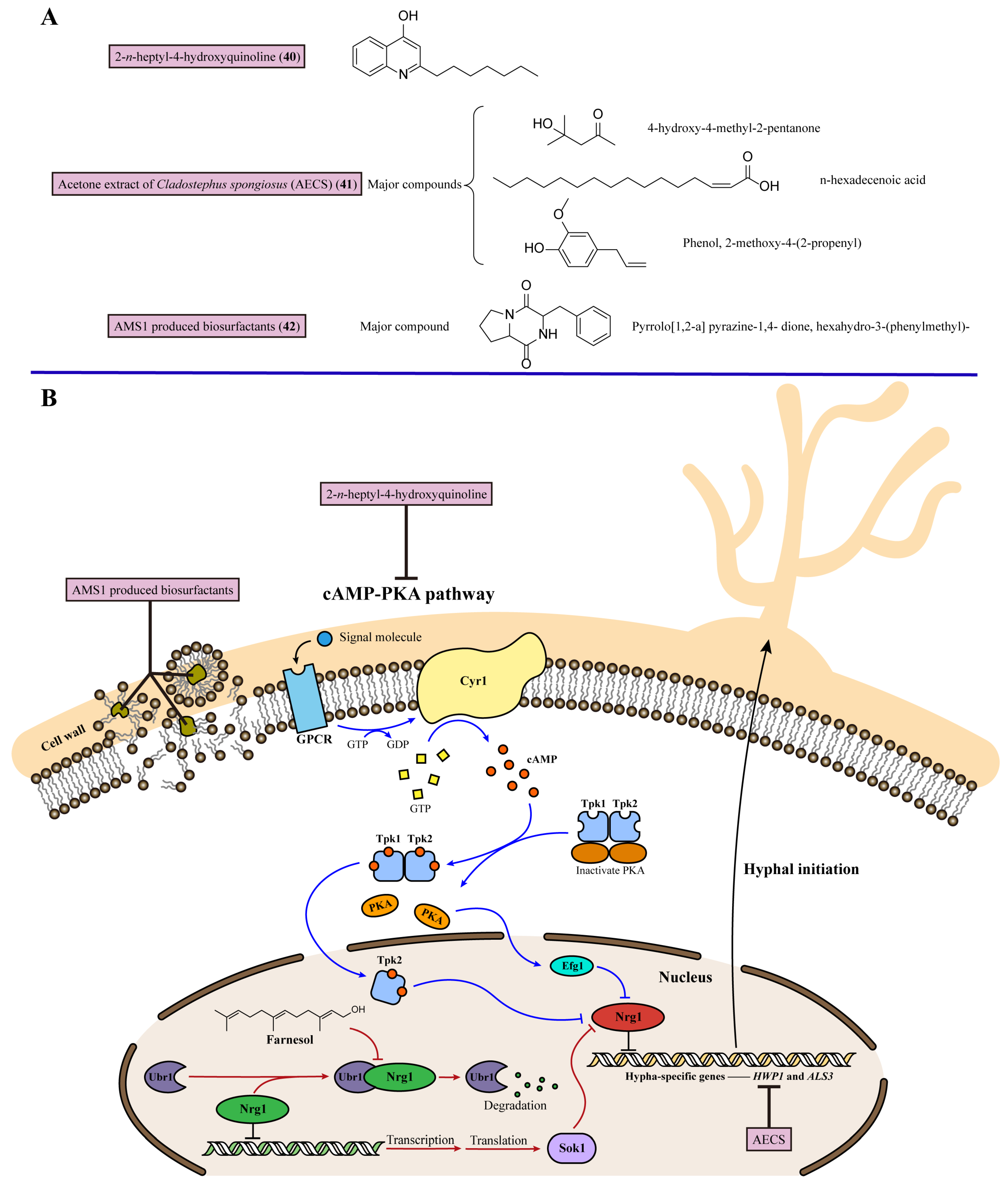 Marinedrugs 22 00180 g007