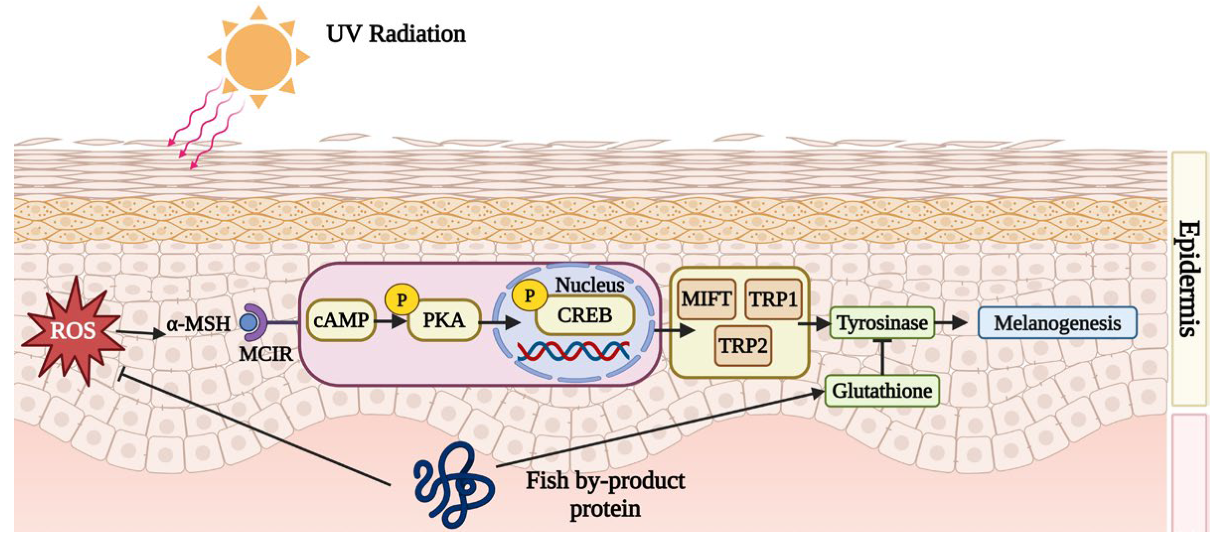 Marinedrugs 22 00215 g003