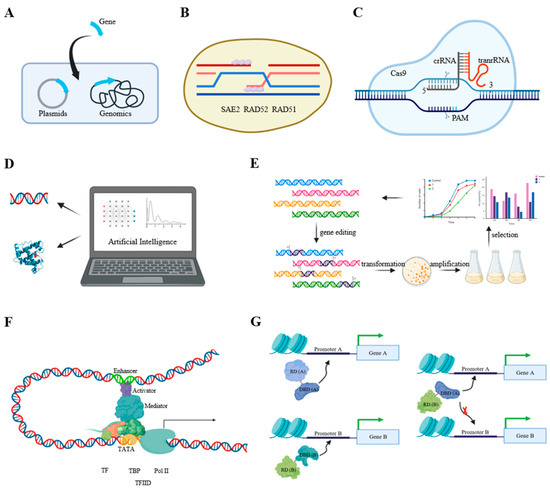 【超歓迎】 Biosynthesis Acid Fatty Engineering in Recent Microalgae: アクセサリー