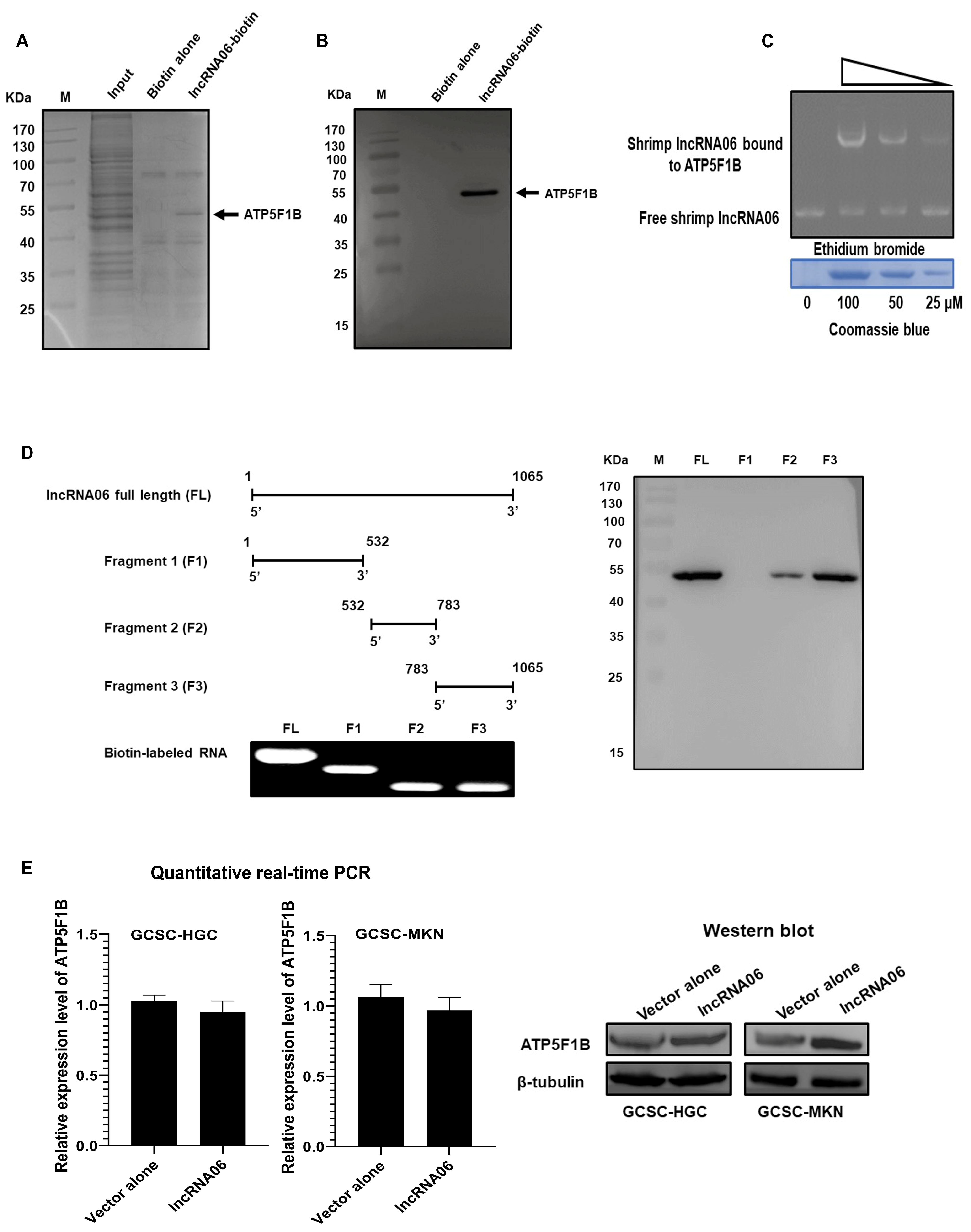 Marinedrugs 22 00221 g005