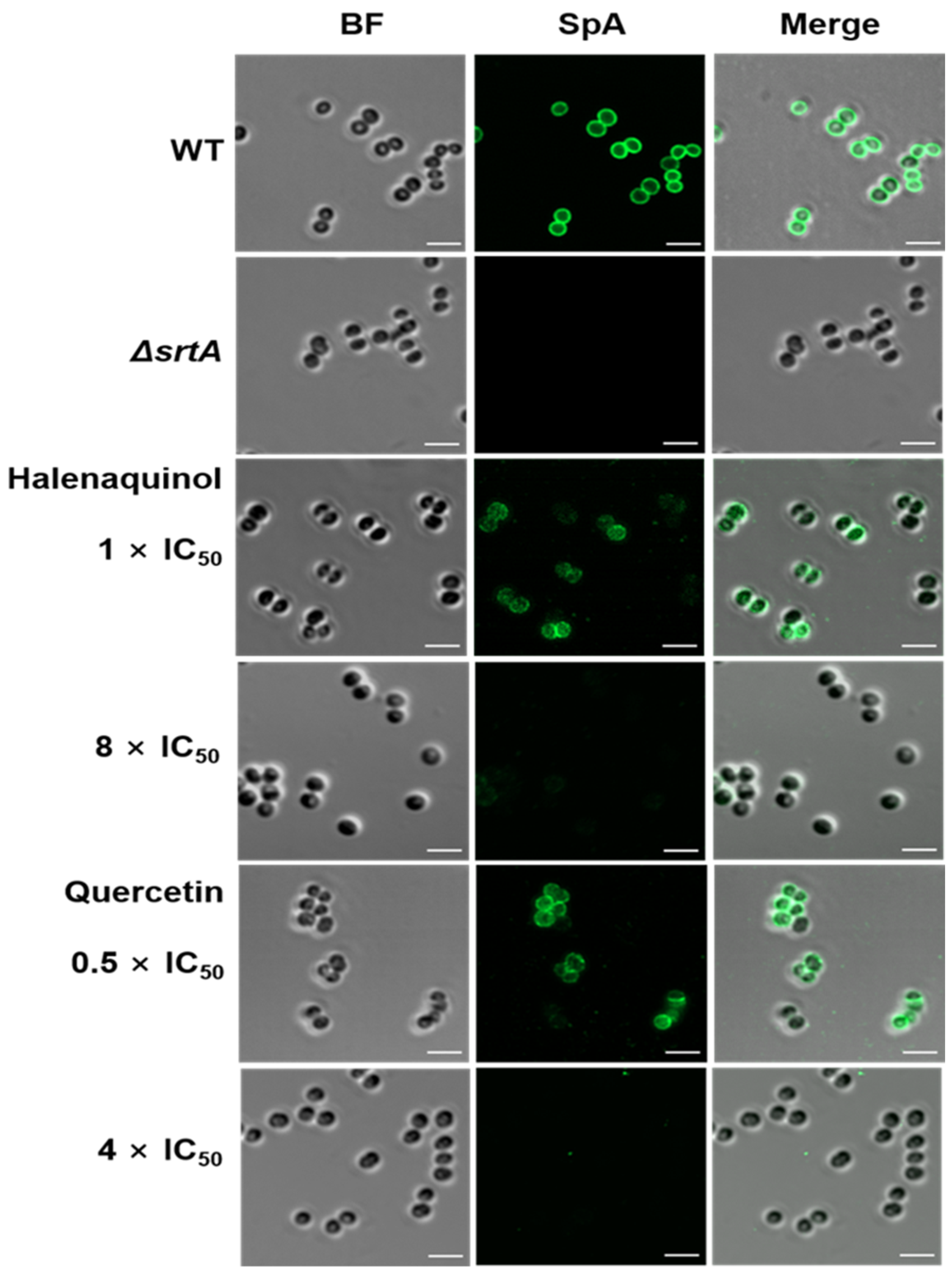 Marinedrugs 22 00266 g005