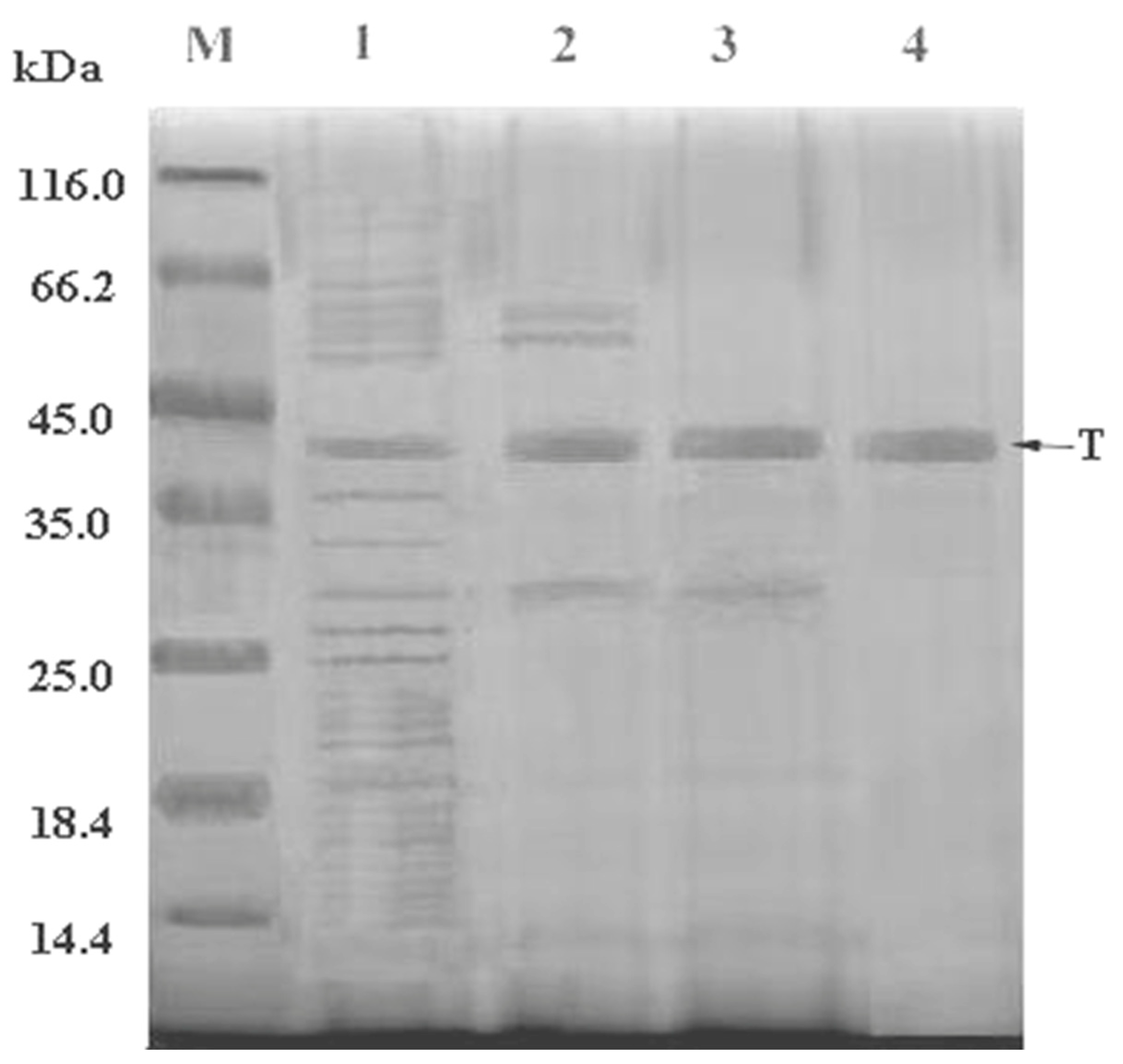 Marinedrugs 22 00267 g004