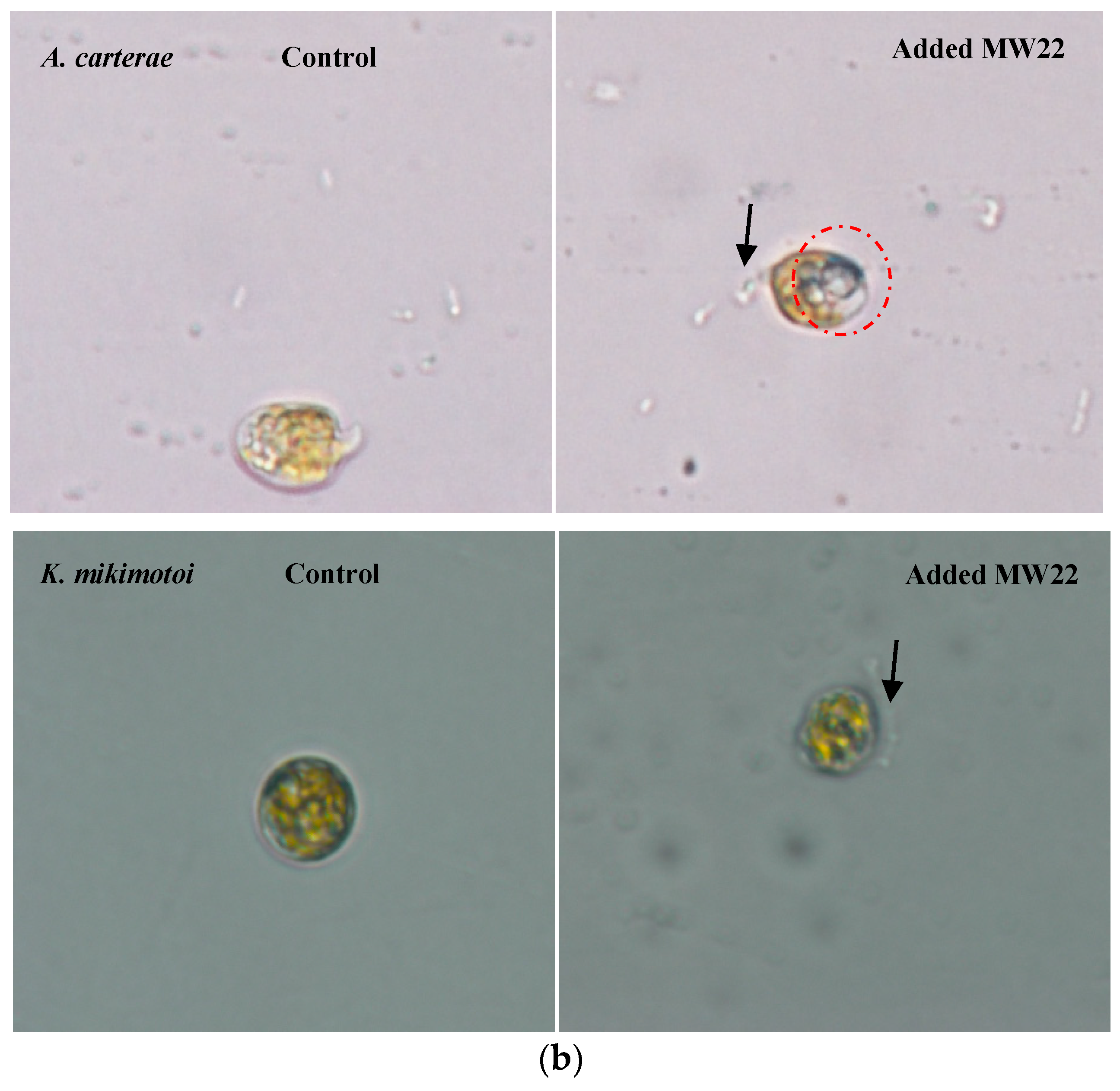 Marinedrugs 22 00279 g005b