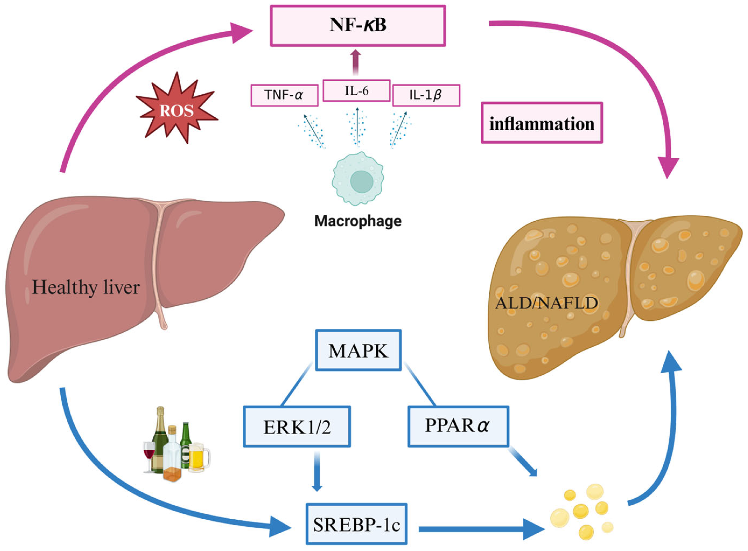Marinedrugs 22 00288 g005 Marinedrugs 22 00288 g005
