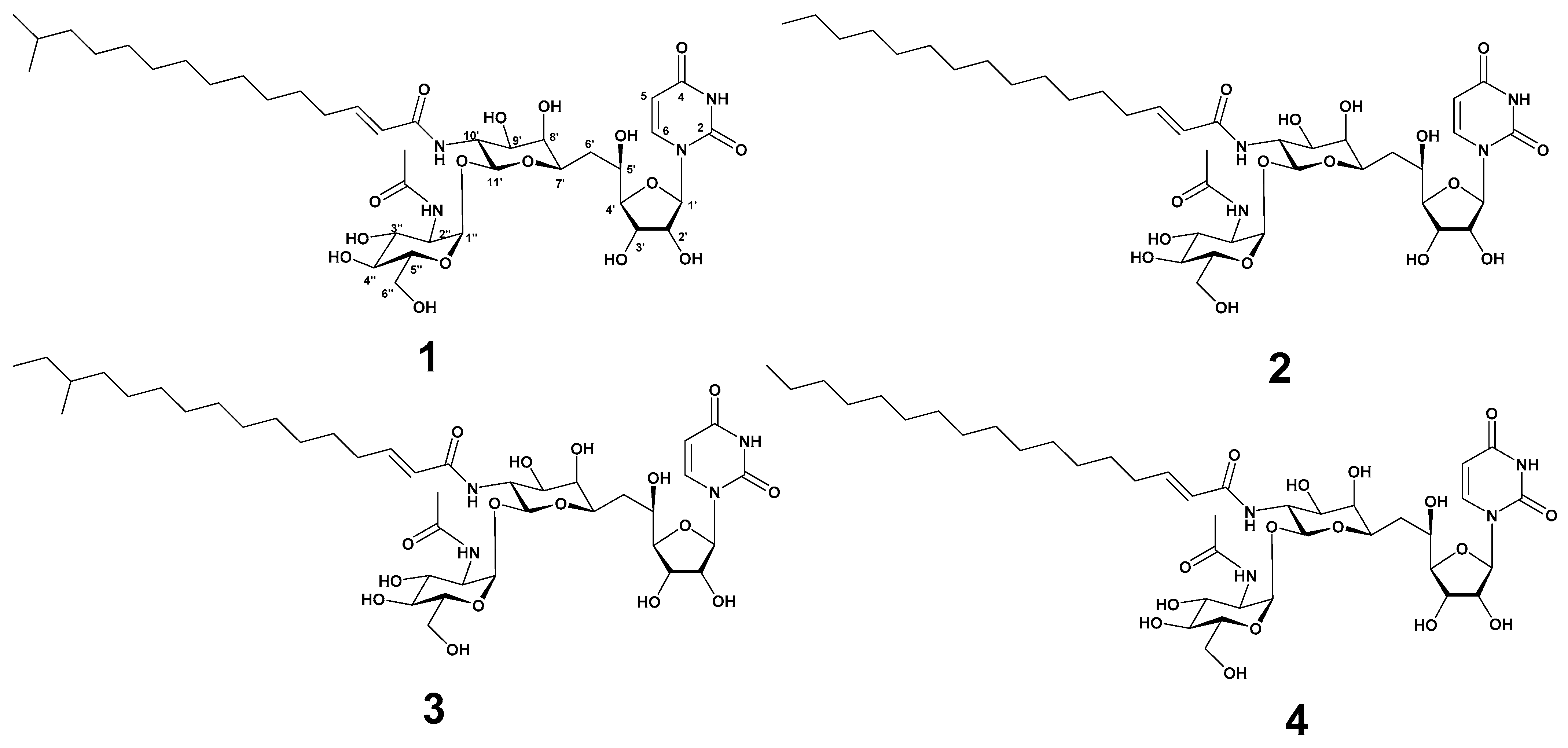 Marinedrugs 22 00293 g001 Marinedrugs 22 00293 g001