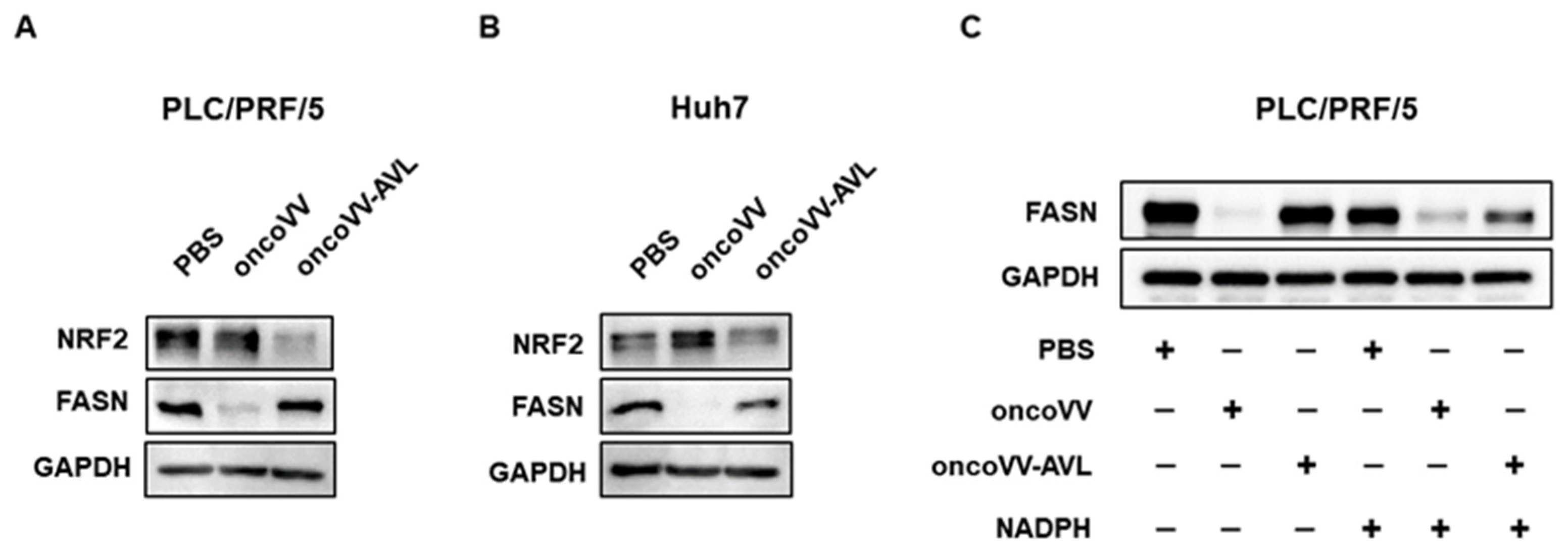 Marinedrugs 22 00307 g004 Marinedrugs 22 00307 g004