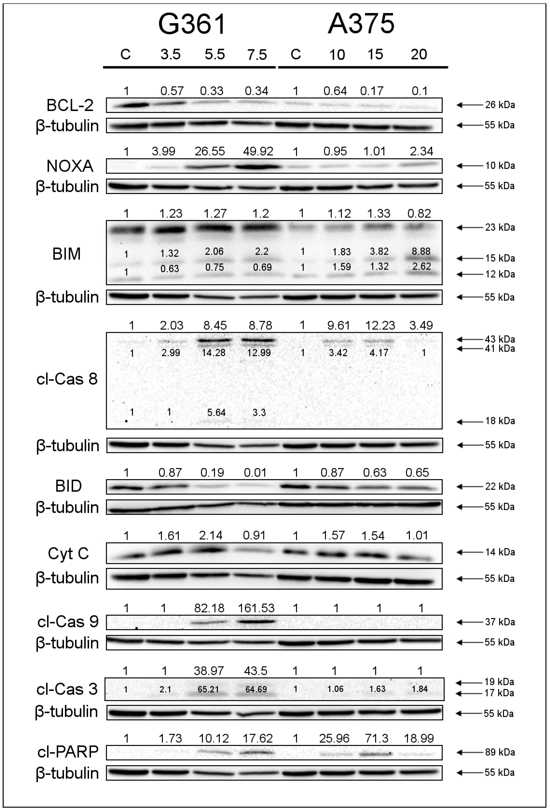 Marinedrugs 22 00315 g005