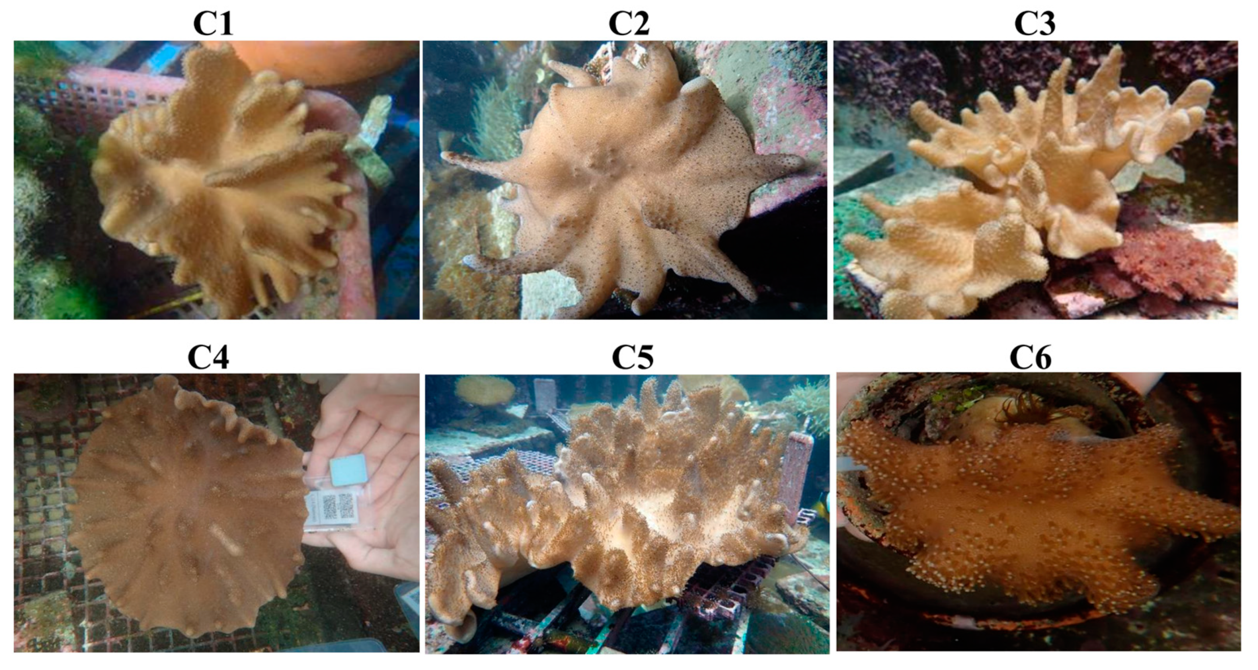 Marinedrugs 22 00323 g001 Marinedrugs 22 00323 g001