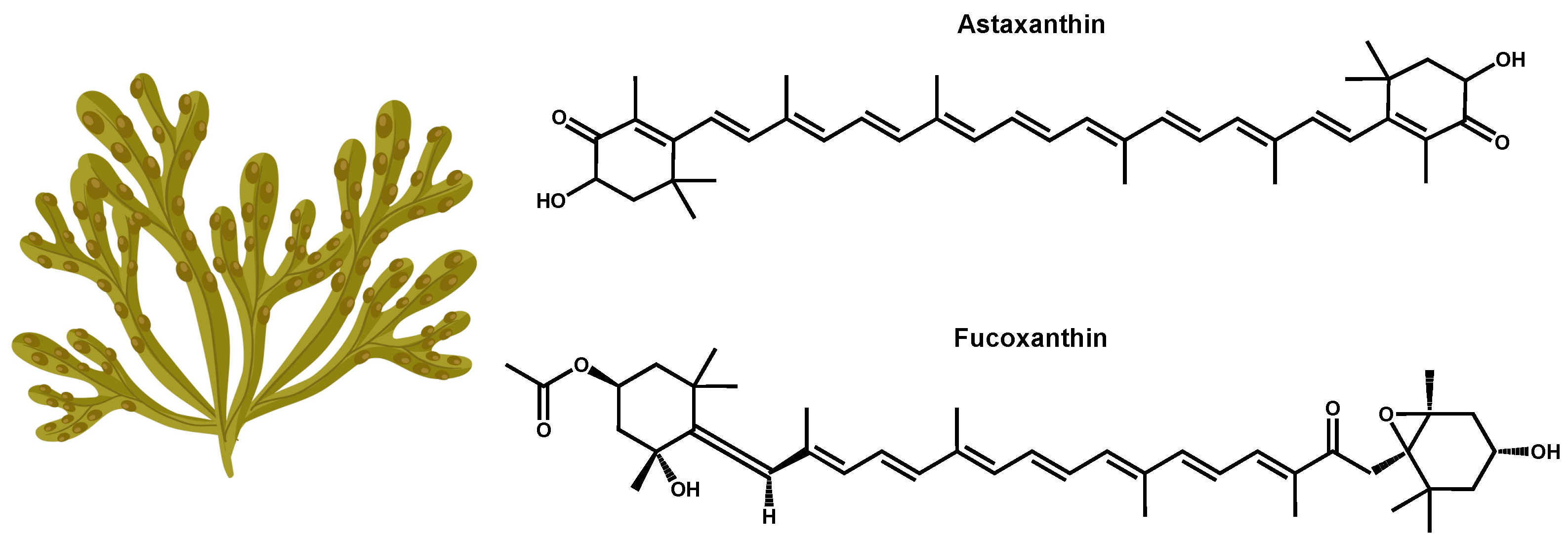 Marinedrugs 22 00327 g001