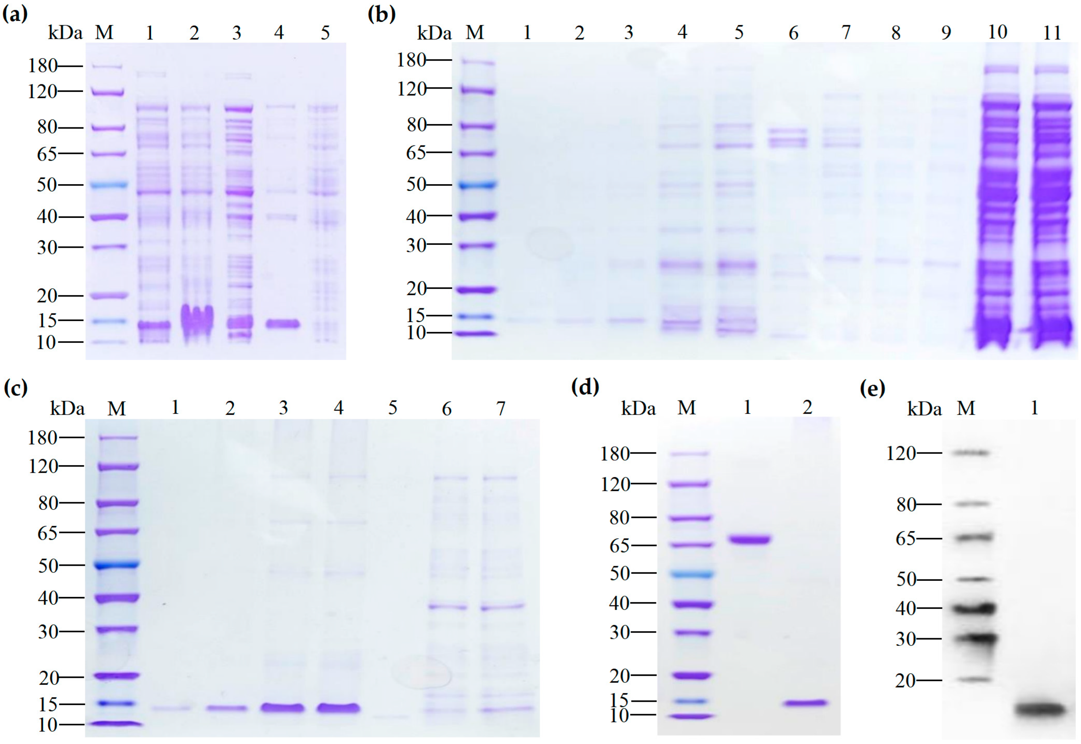 Marinedrugs 22 00345 g003