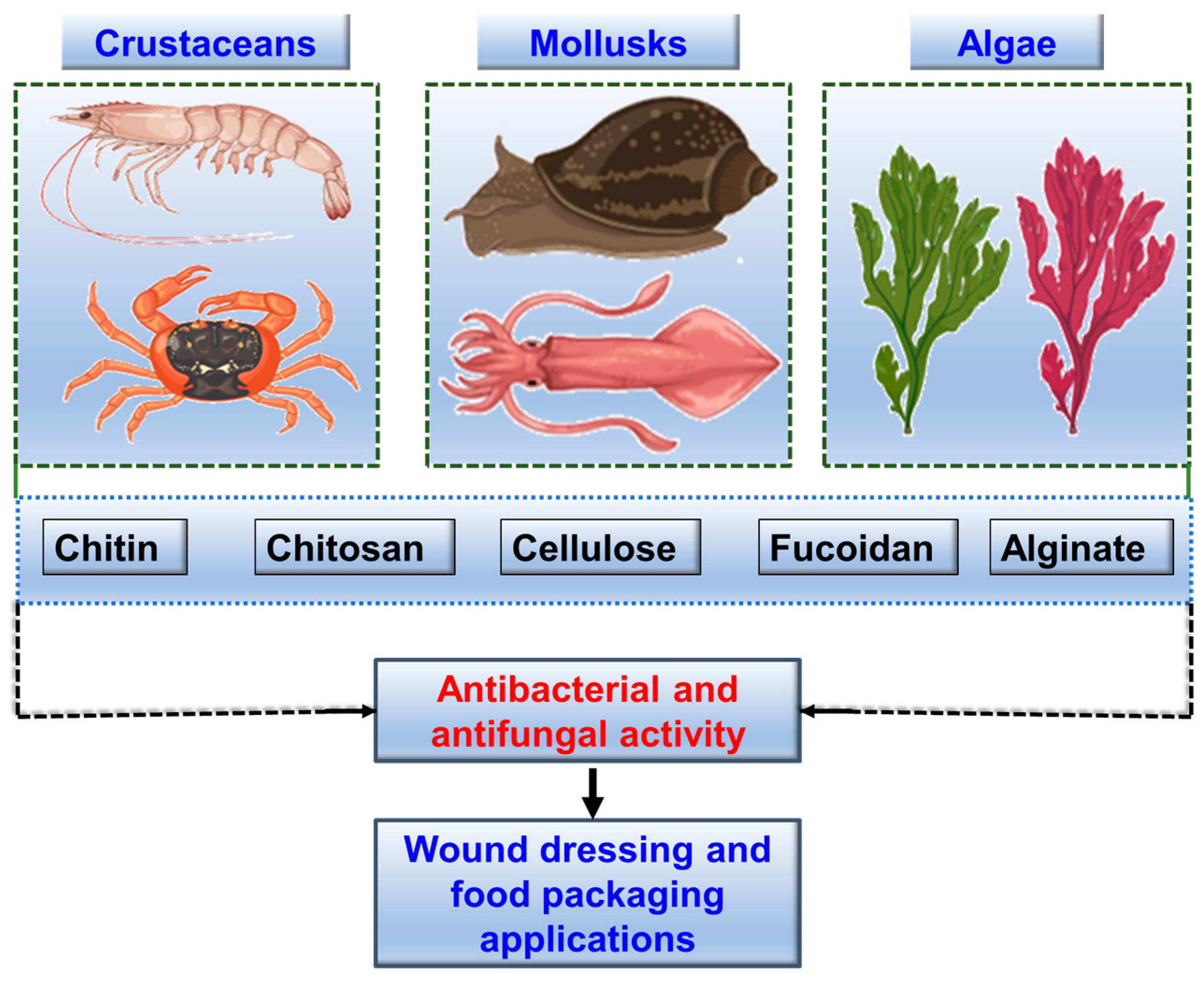 Marinedrugs 22 00348 g003 Marinedrugs 22 00348 g003