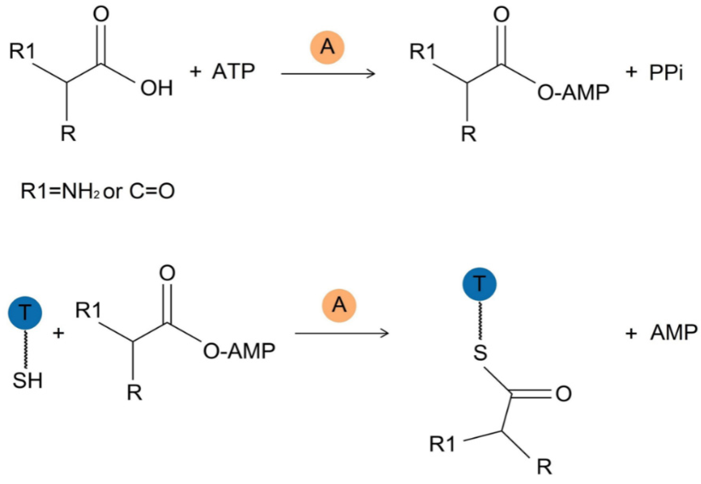Marinedrugs 22 00349 g002