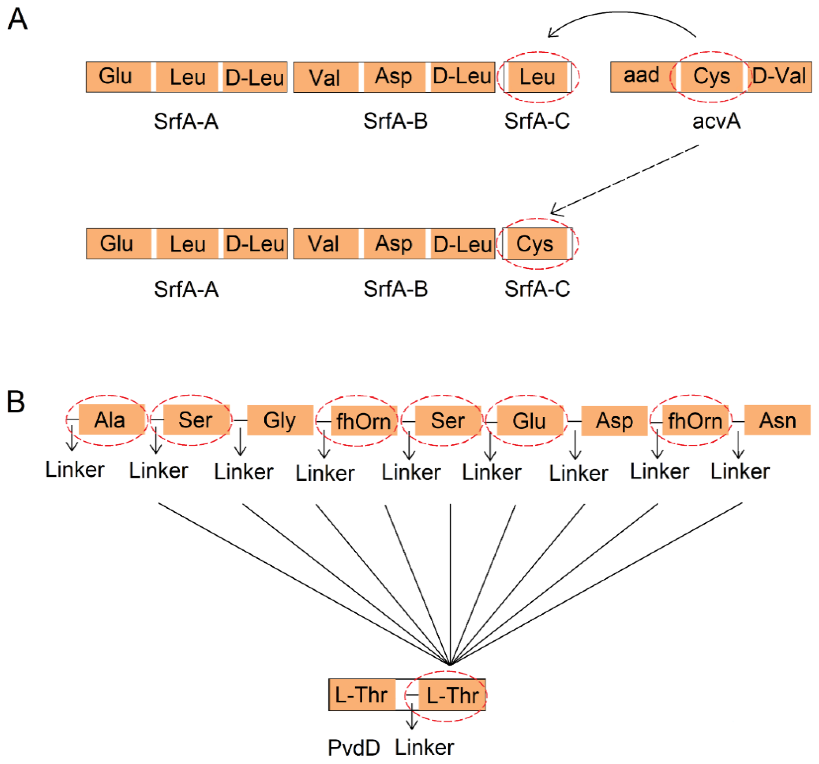 Marinedrugs 22 00349 g004