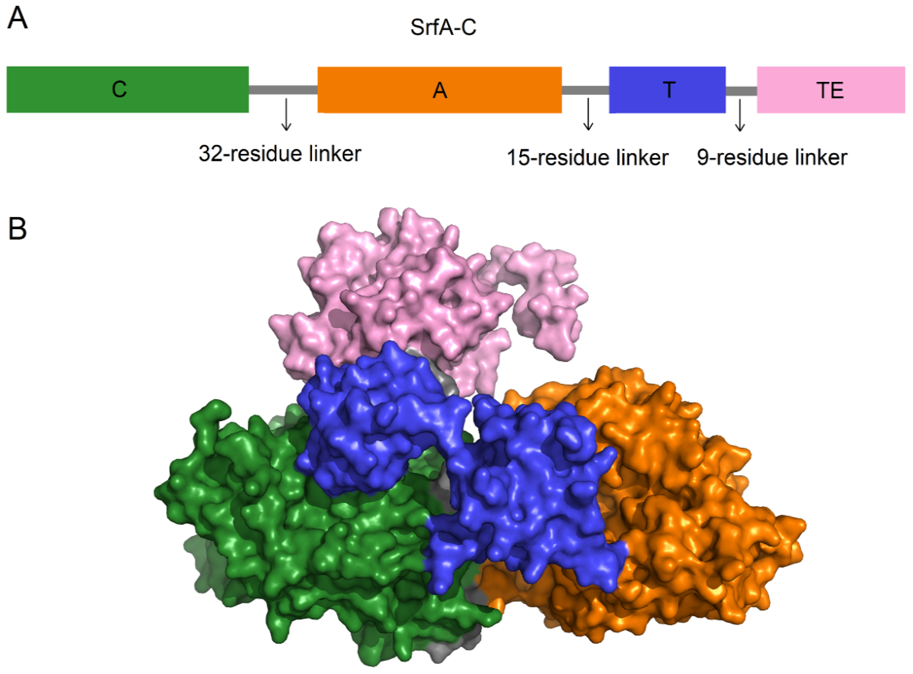 Marinedrugs 22 00349 g008