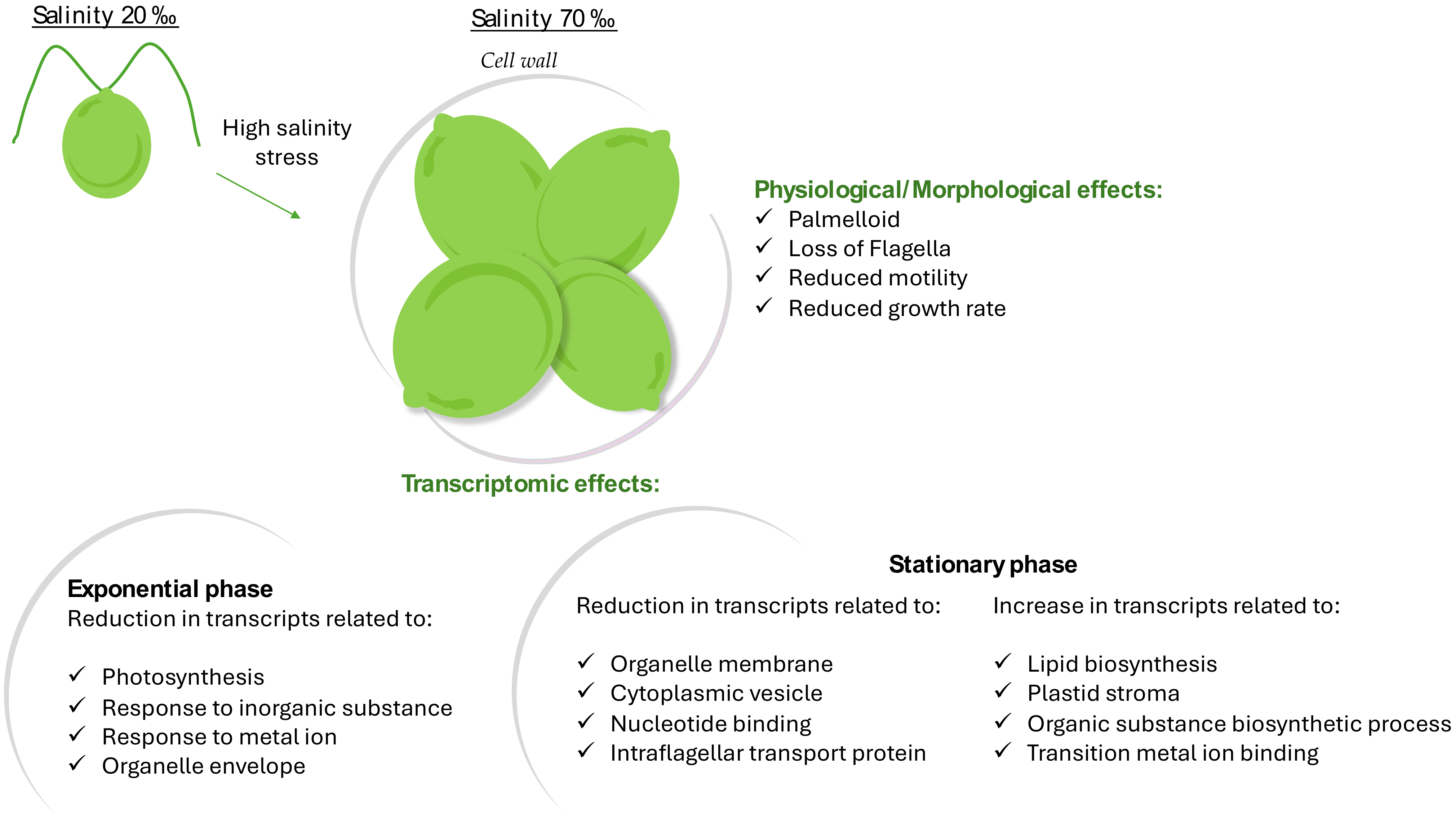 Marinedrugs 22 00351 g007