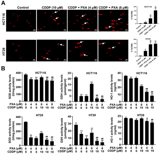 プラチナエンド４ Identification of Penexanthone A as a Novel Chemosensitizer