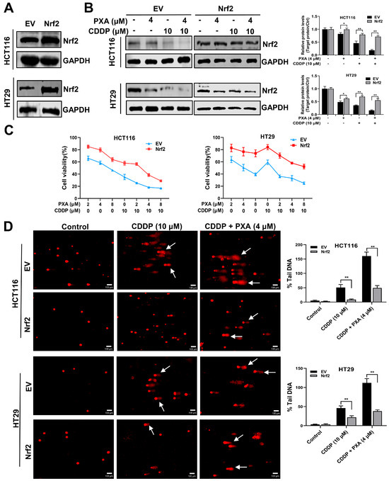 M  SCF and IL-33 regulate mouse mast cell phenotypic and
