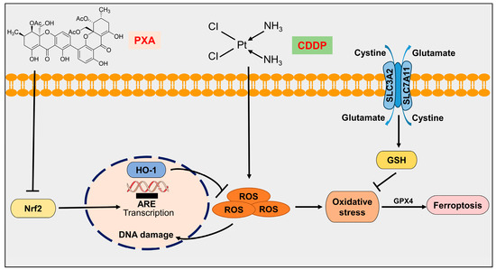Identification of Penexanthone A as a Novel Chemosensitizer