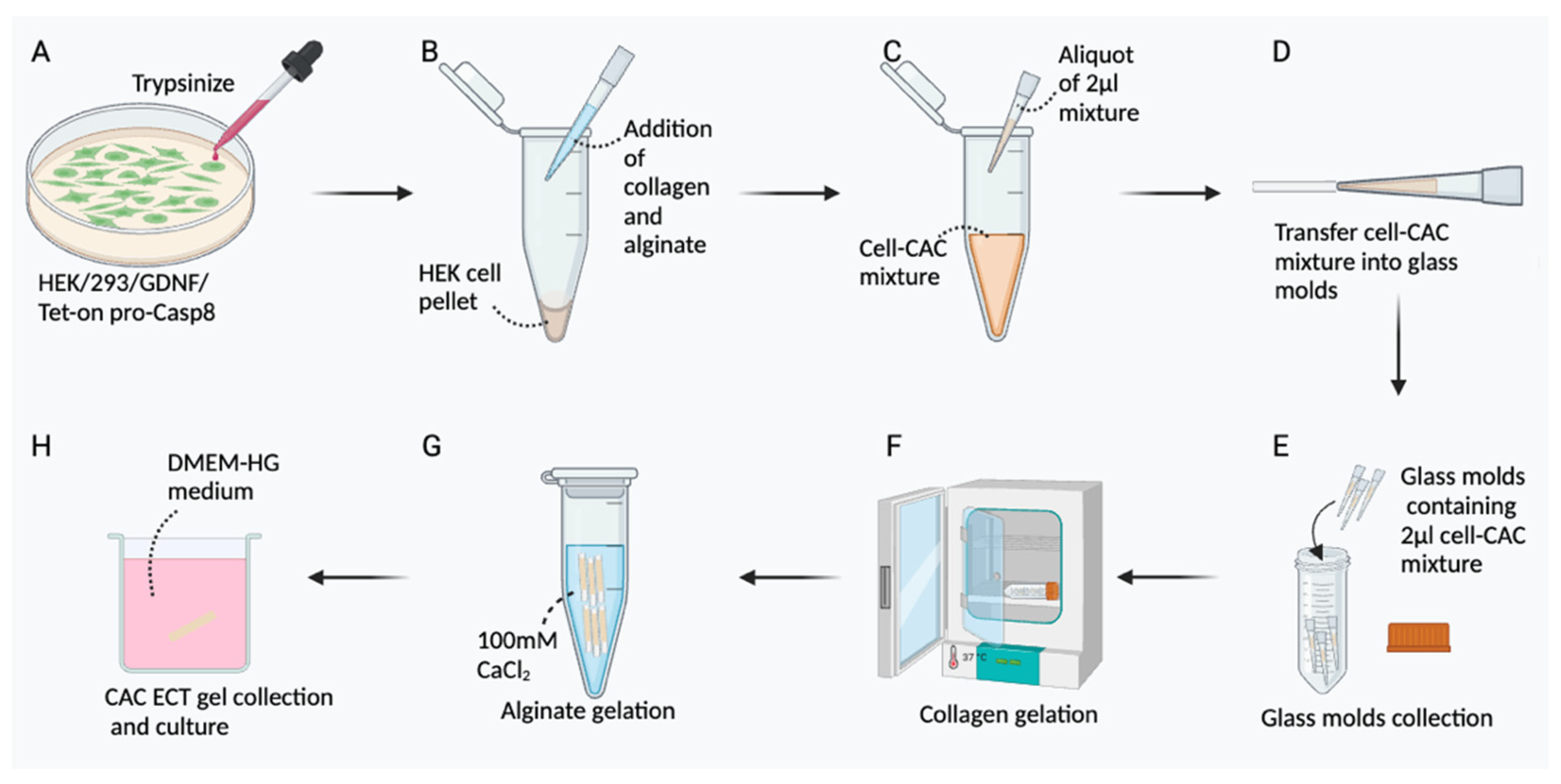 Marinedrugs 22 00394 g008
