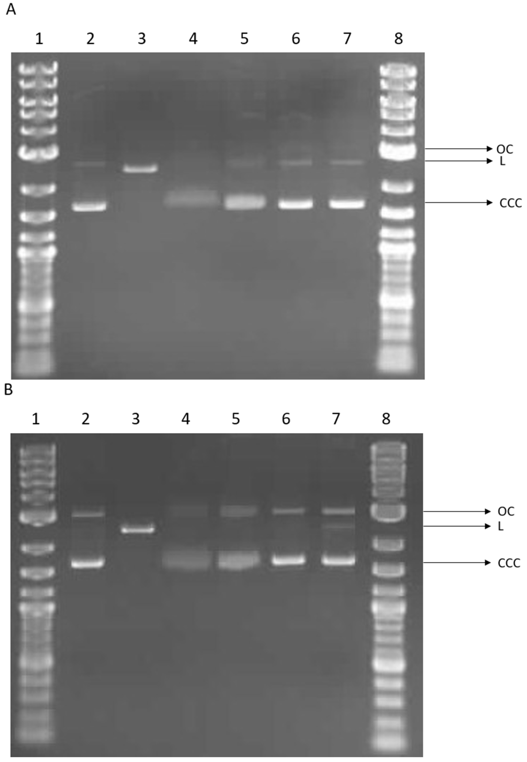 Marinedrugs 22 00415 g012