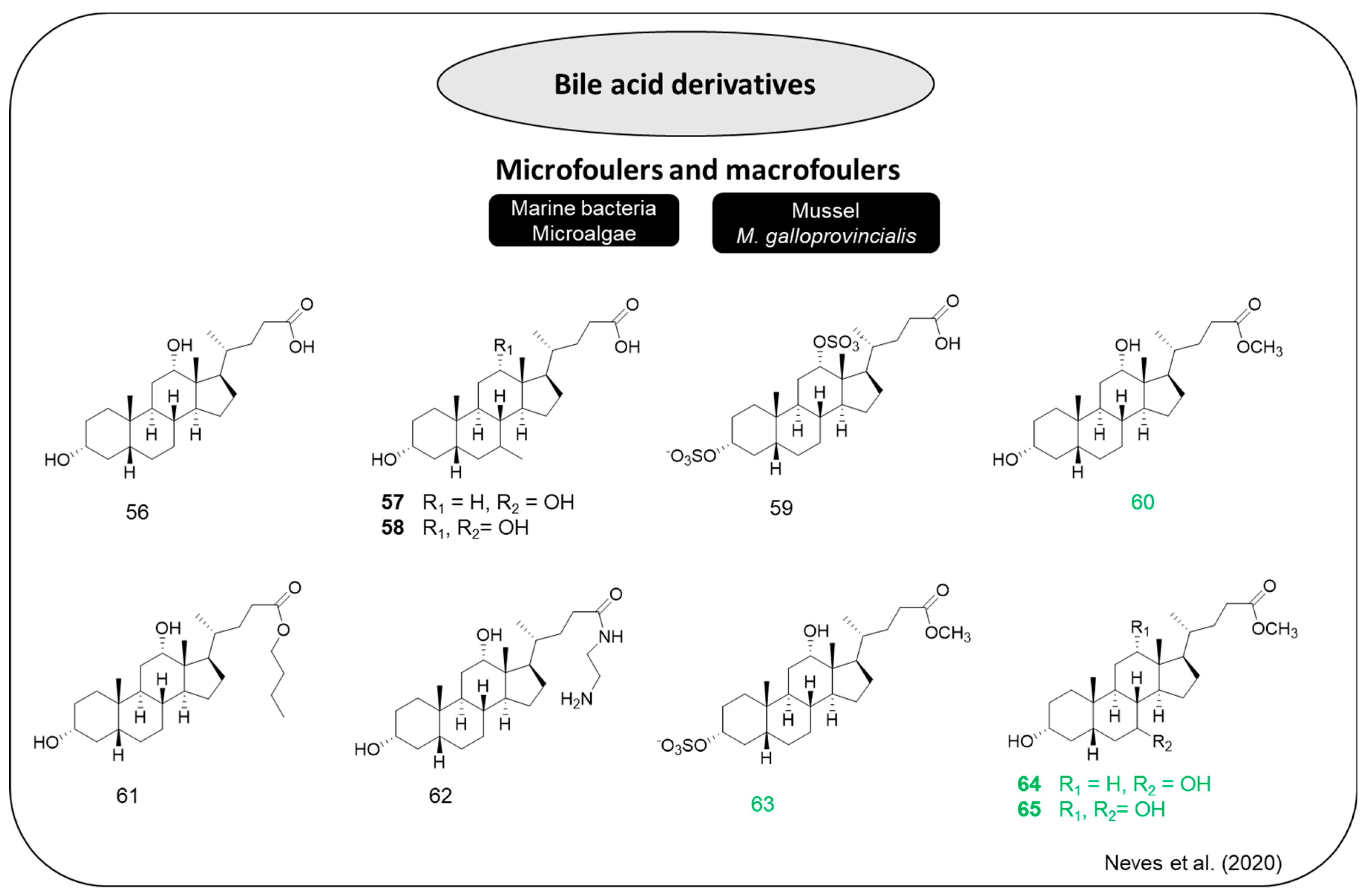 Marinedrugs 22 00416 g012