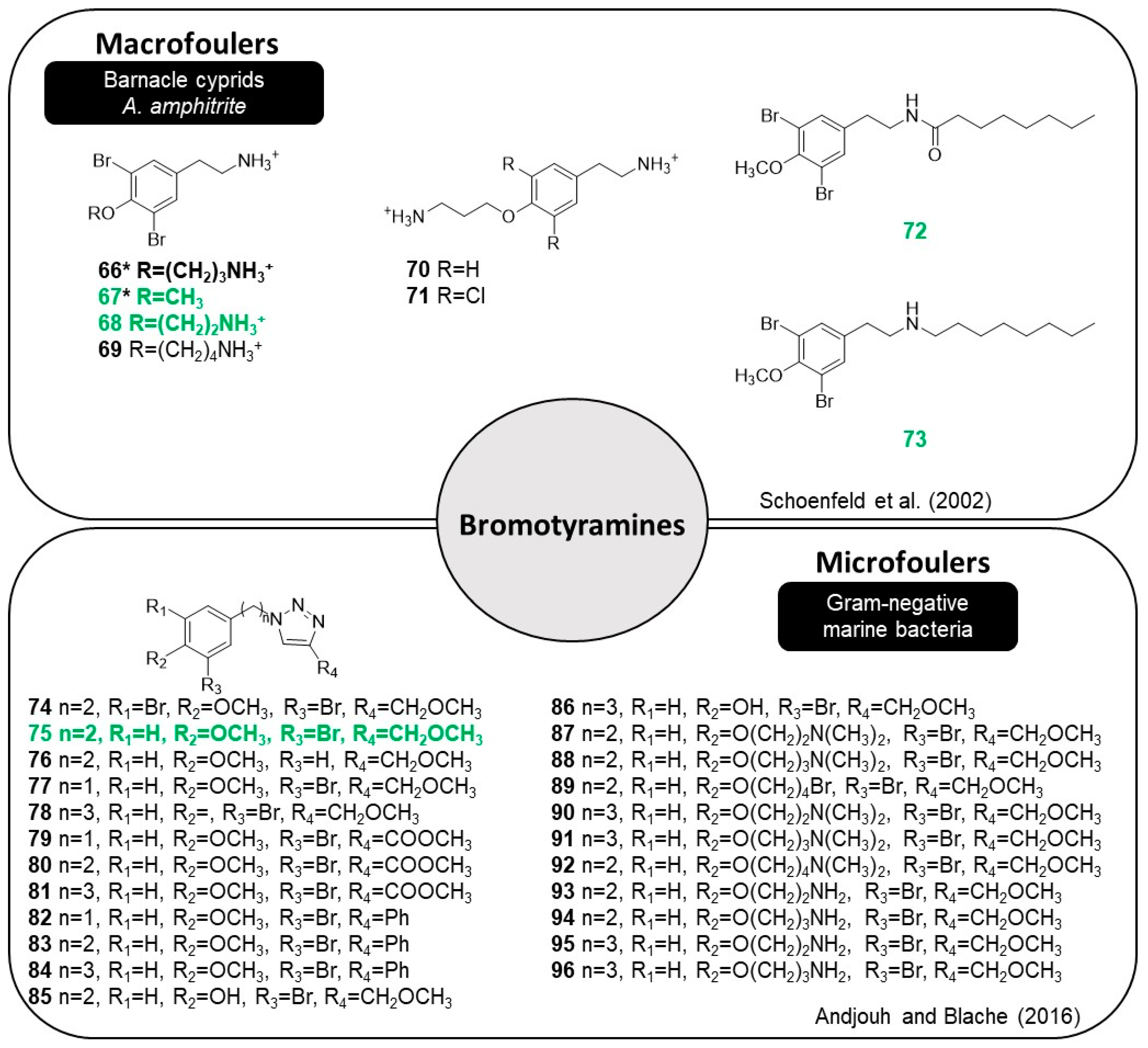 Marinedrugs 22 00416 g013
