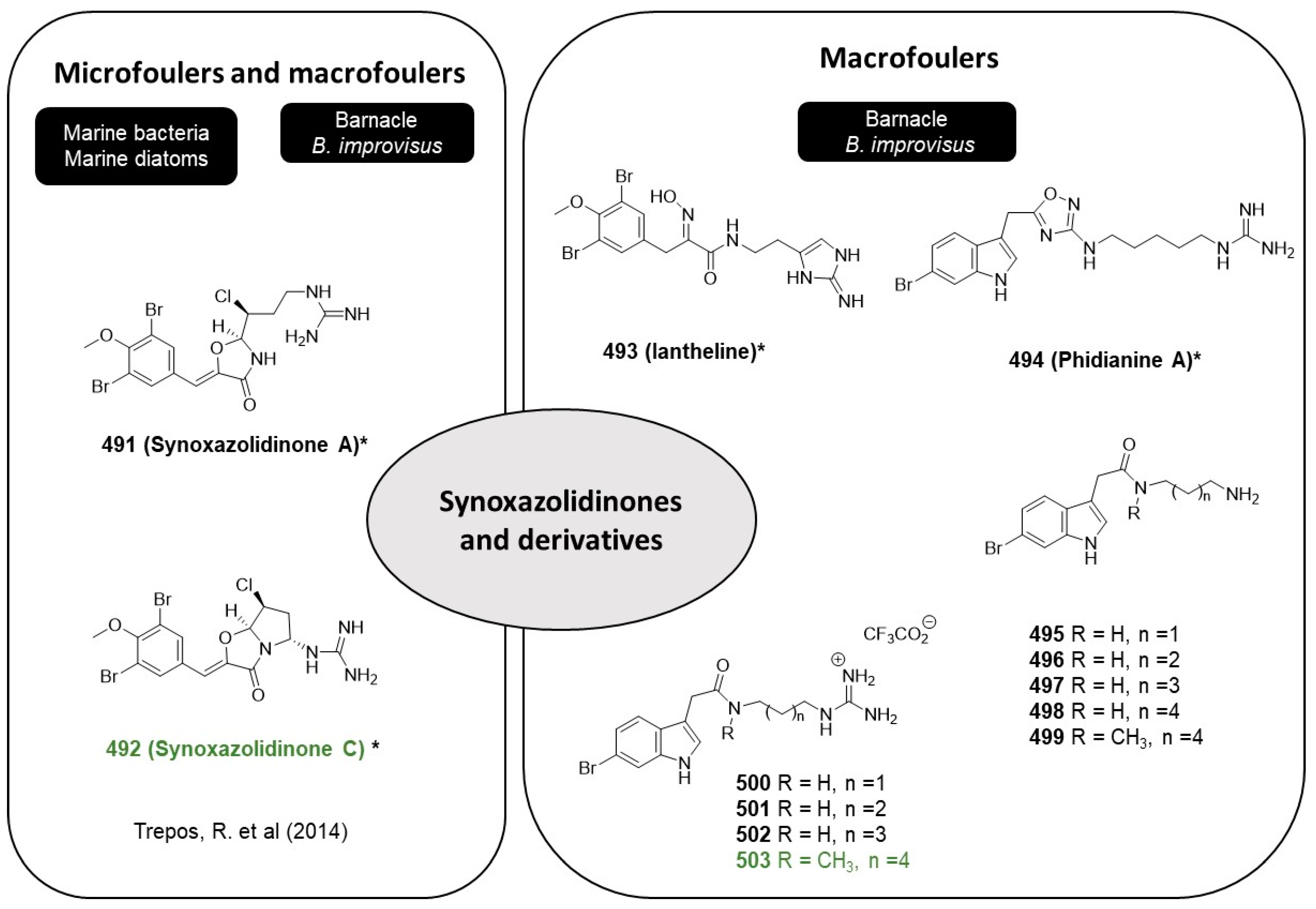 Marinedrugs 22 00416 g026