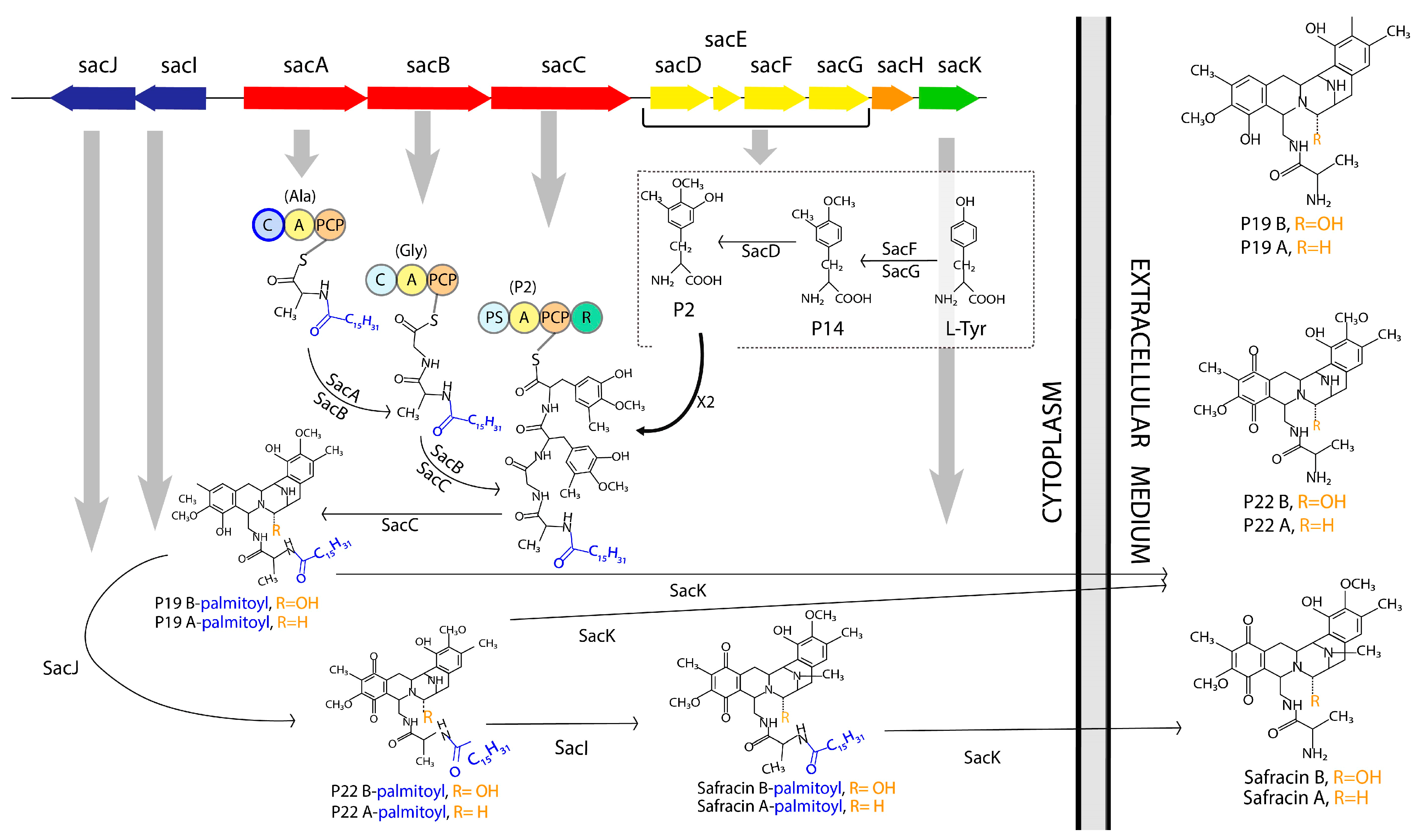 Marinedrugs 22 00418 g001