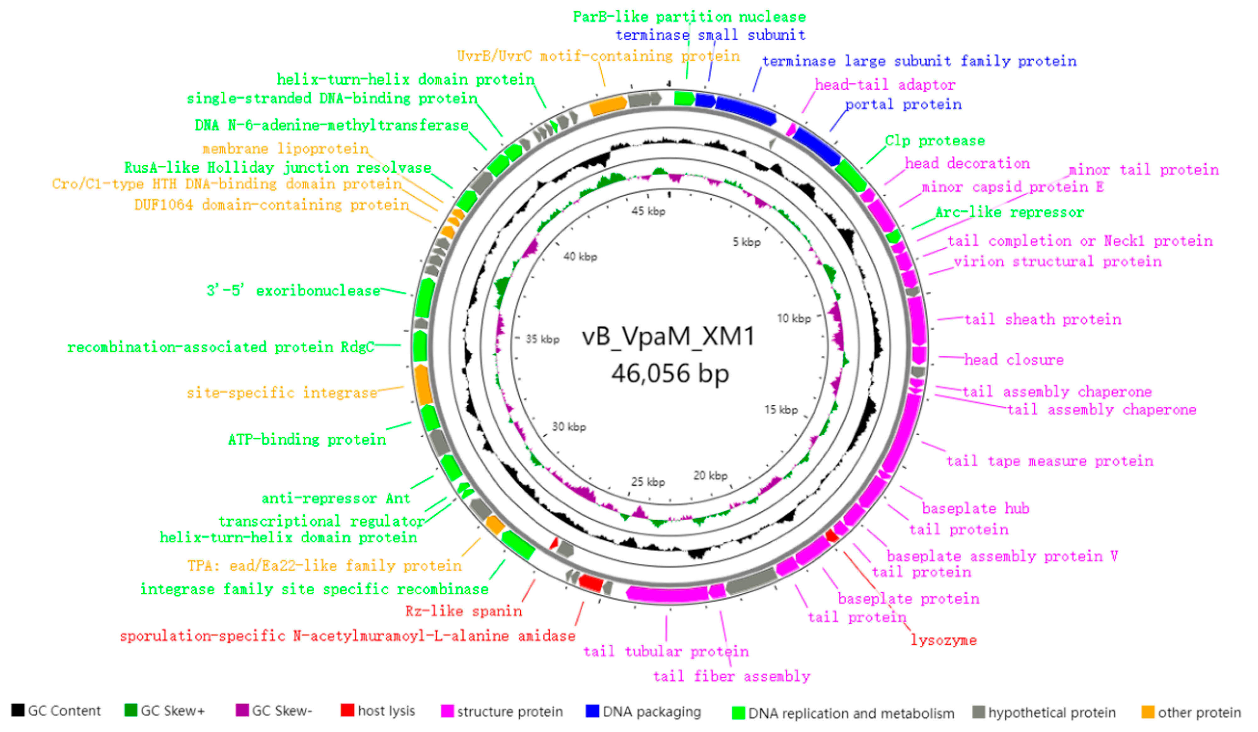 Characterization and Genomic Analyses of dsDNA Vibriophage vB_VpaM_XM1 ...