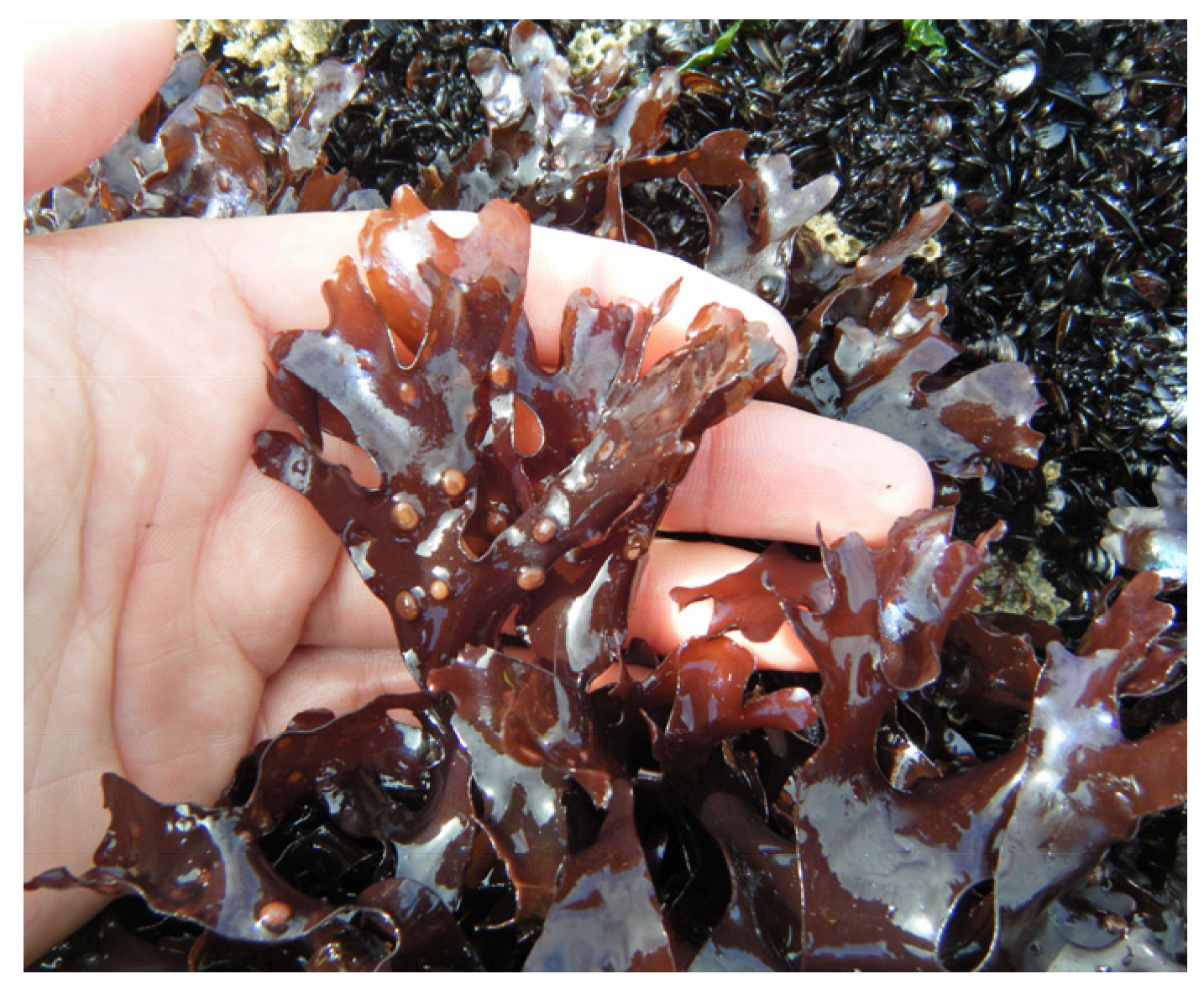 Marinedrugs 22 00432 g002