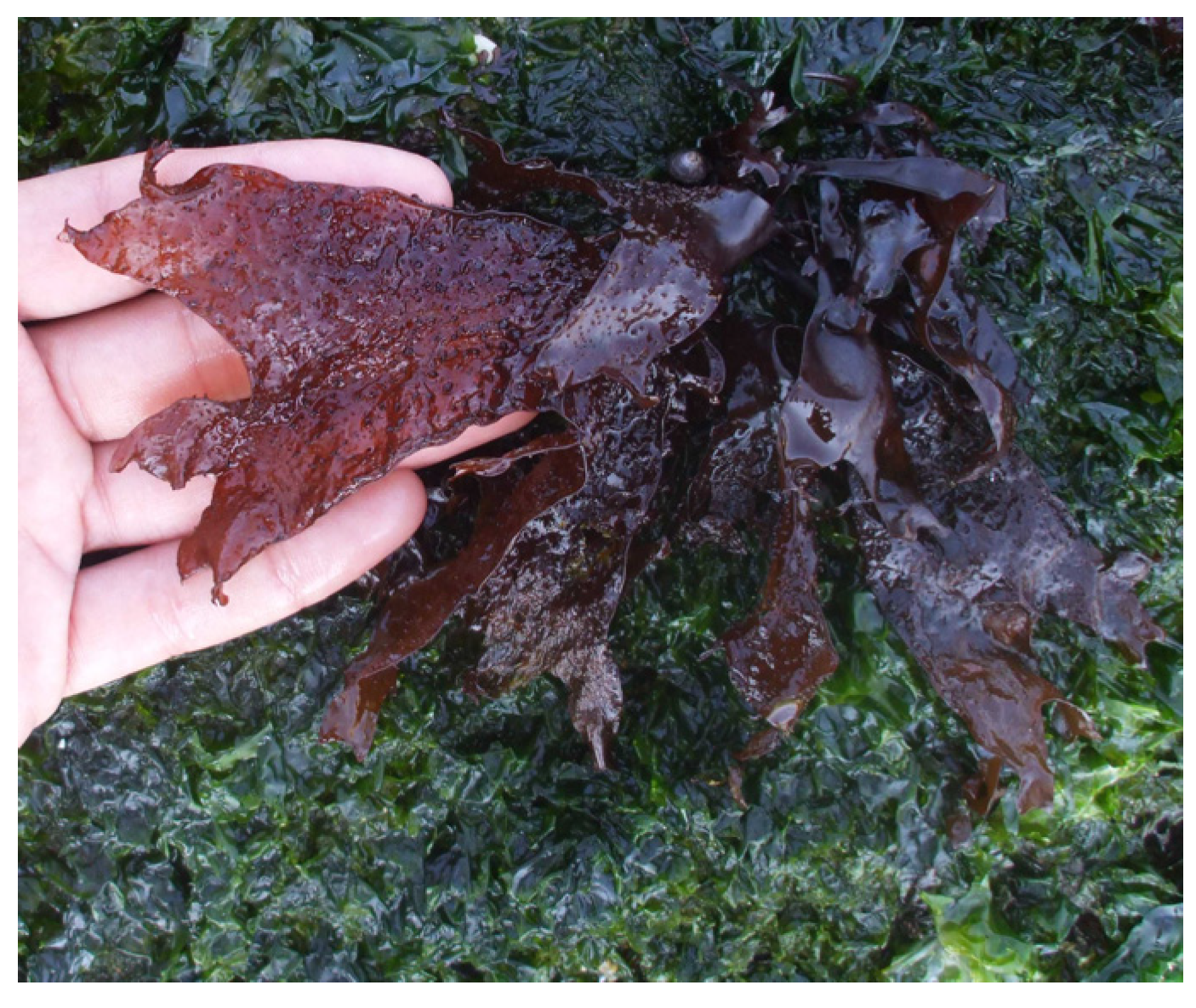 Marinedrugs 22 00432 g003