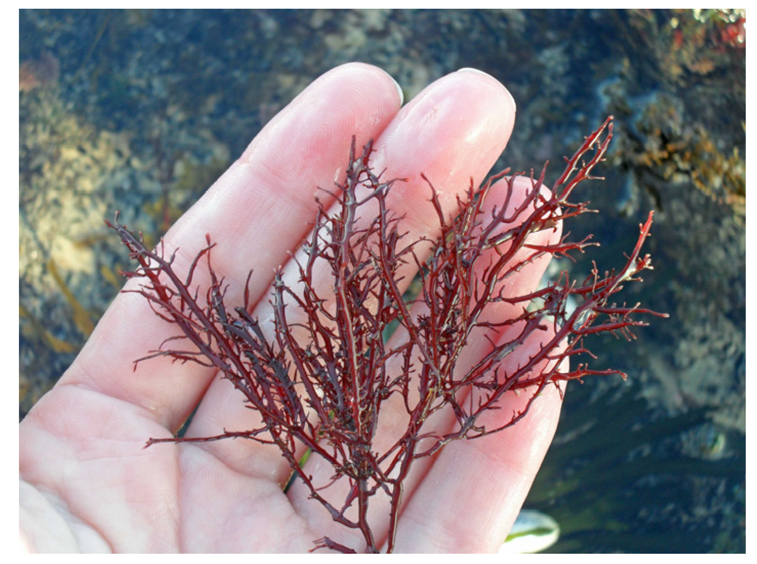 Marinedrugs 22 00432 g005