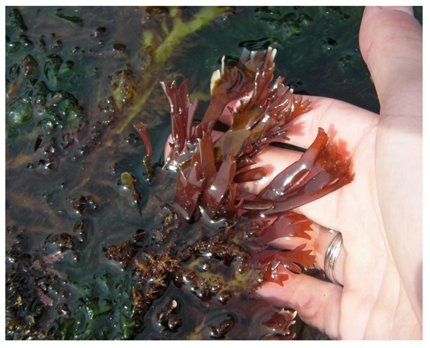 Marinedrugs 22 00432 g006