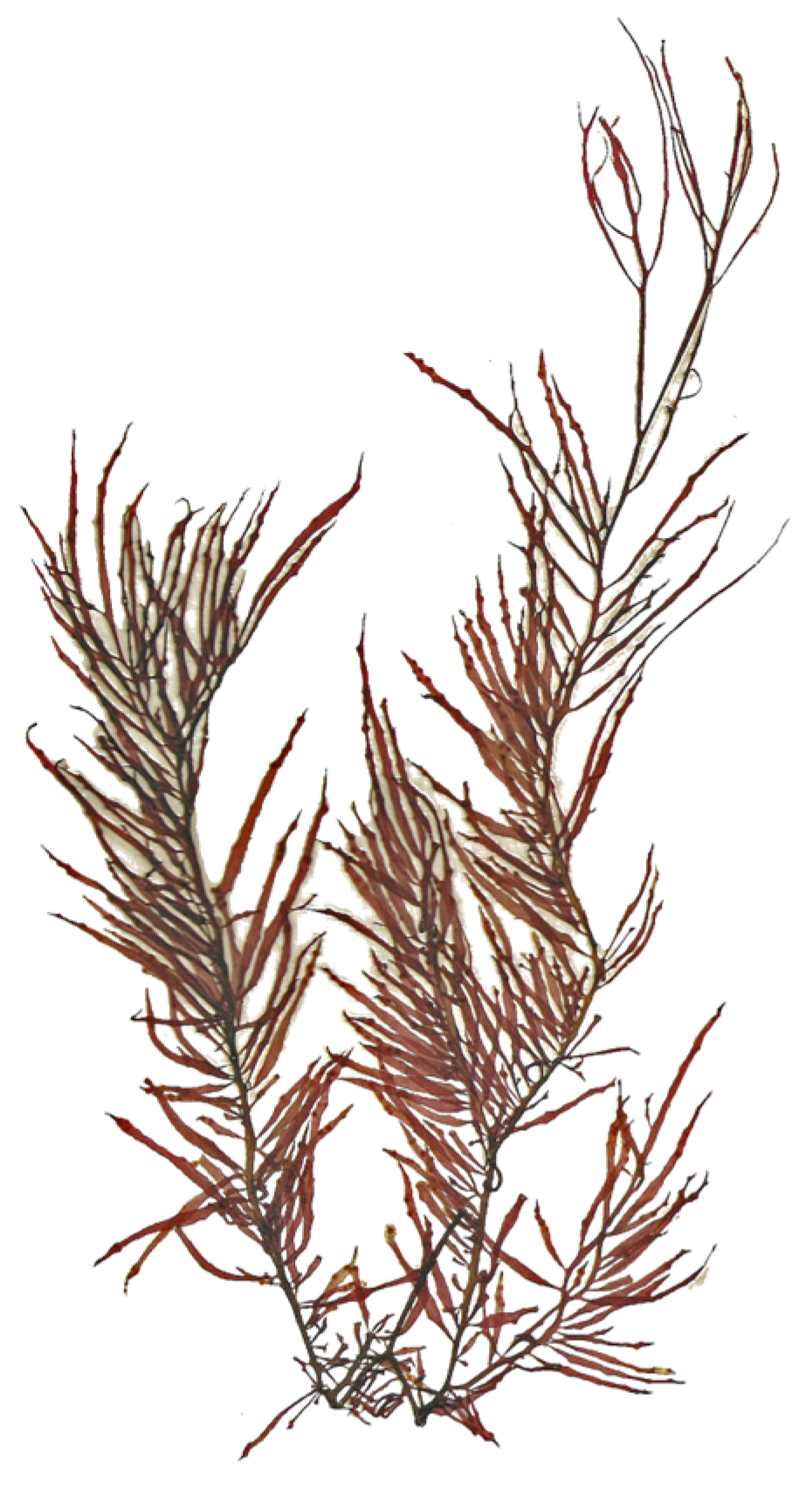 Marinedrugs 22 00432 g007