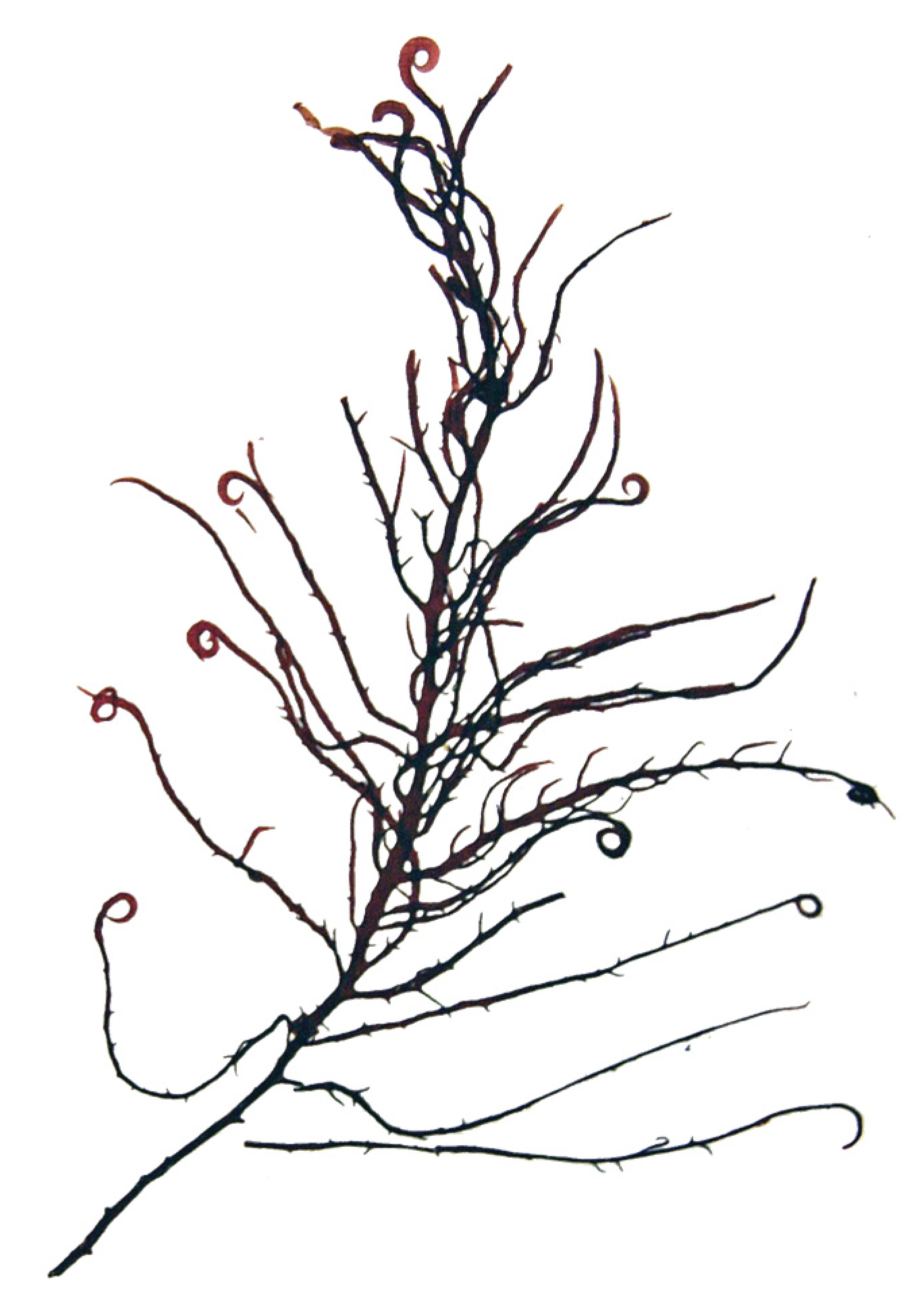 Marinedrugs 22 00432 g009