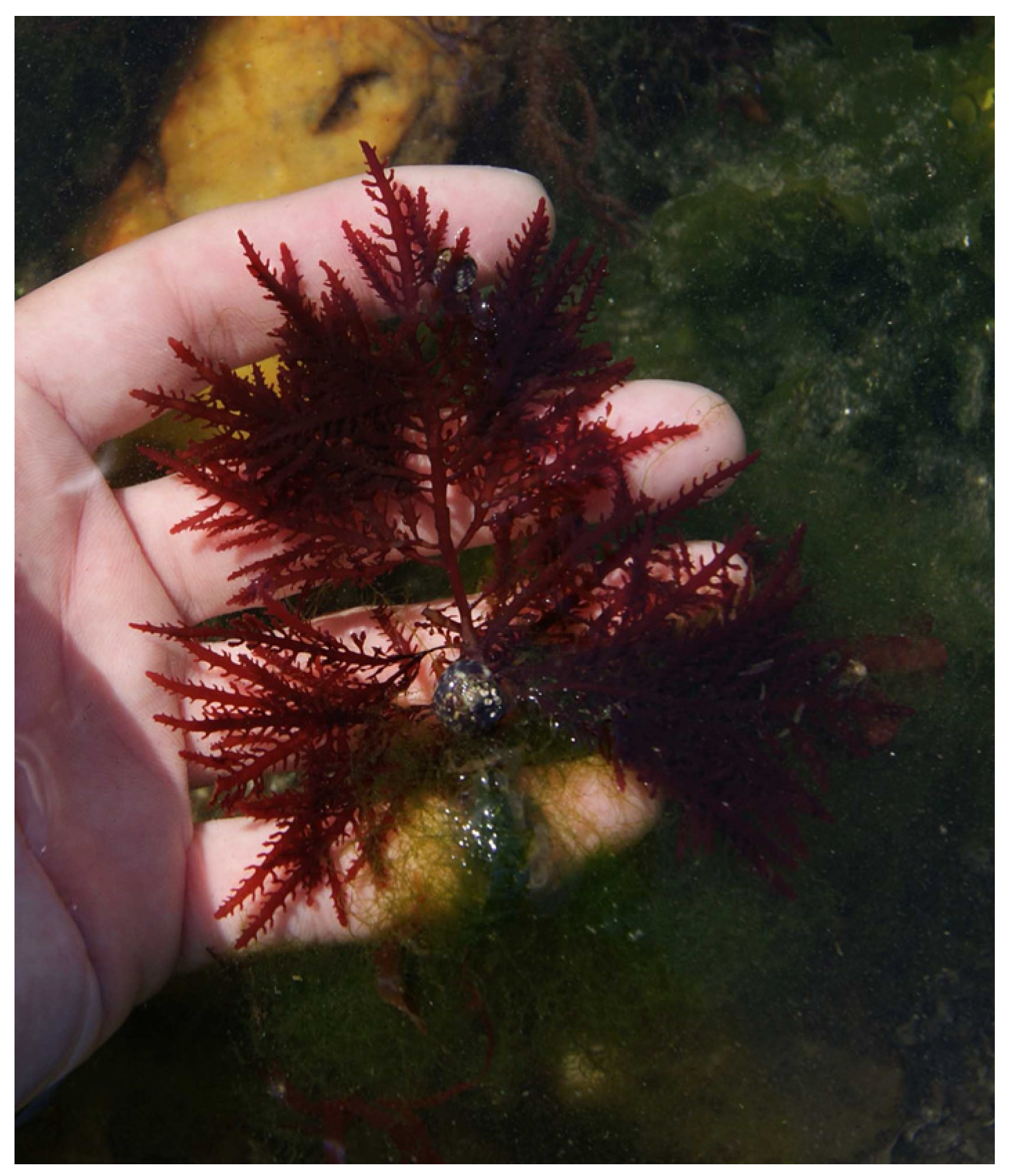 Marinedrugs 22 00432 g010