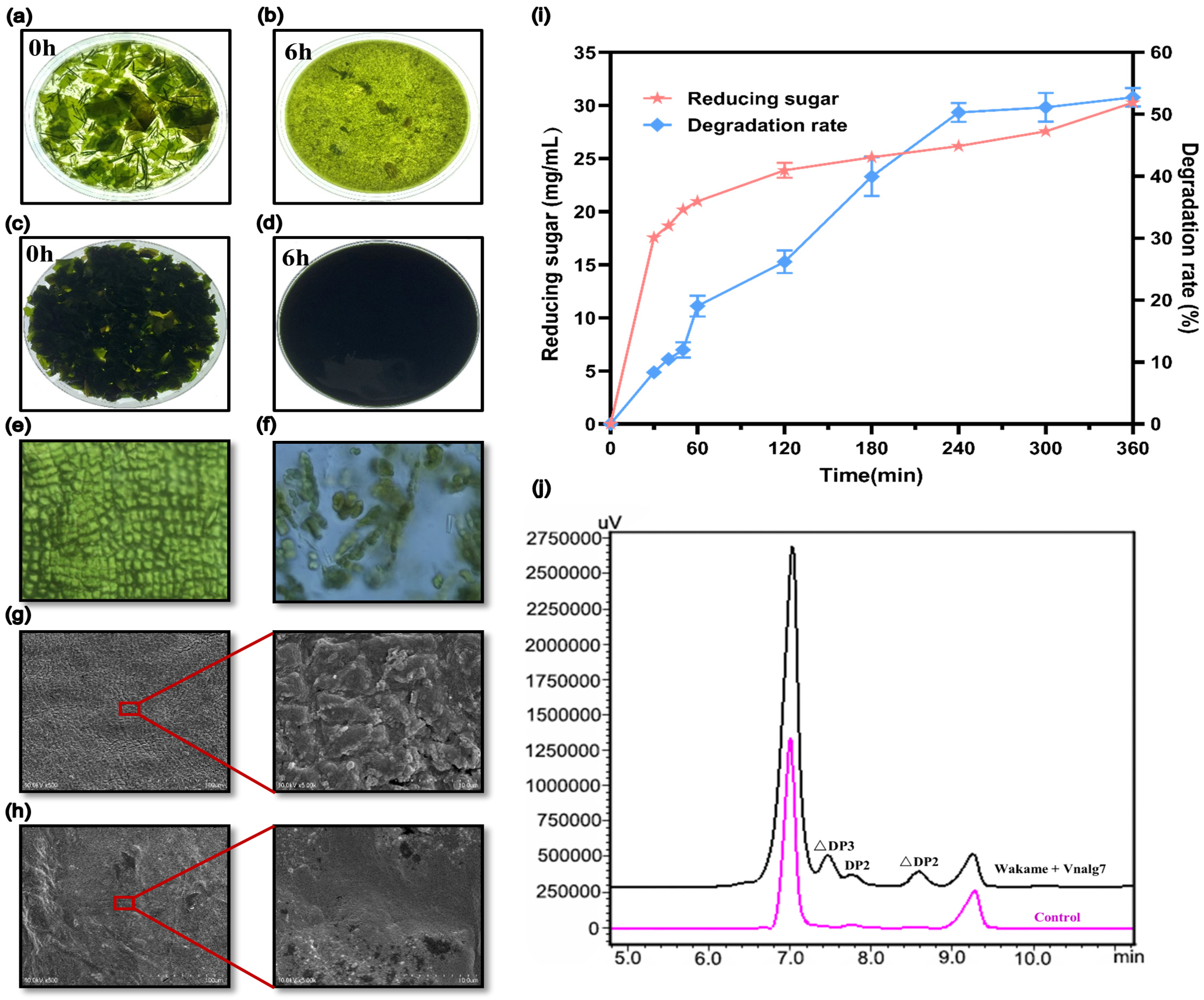 Marinedrugs 22 00453 g004