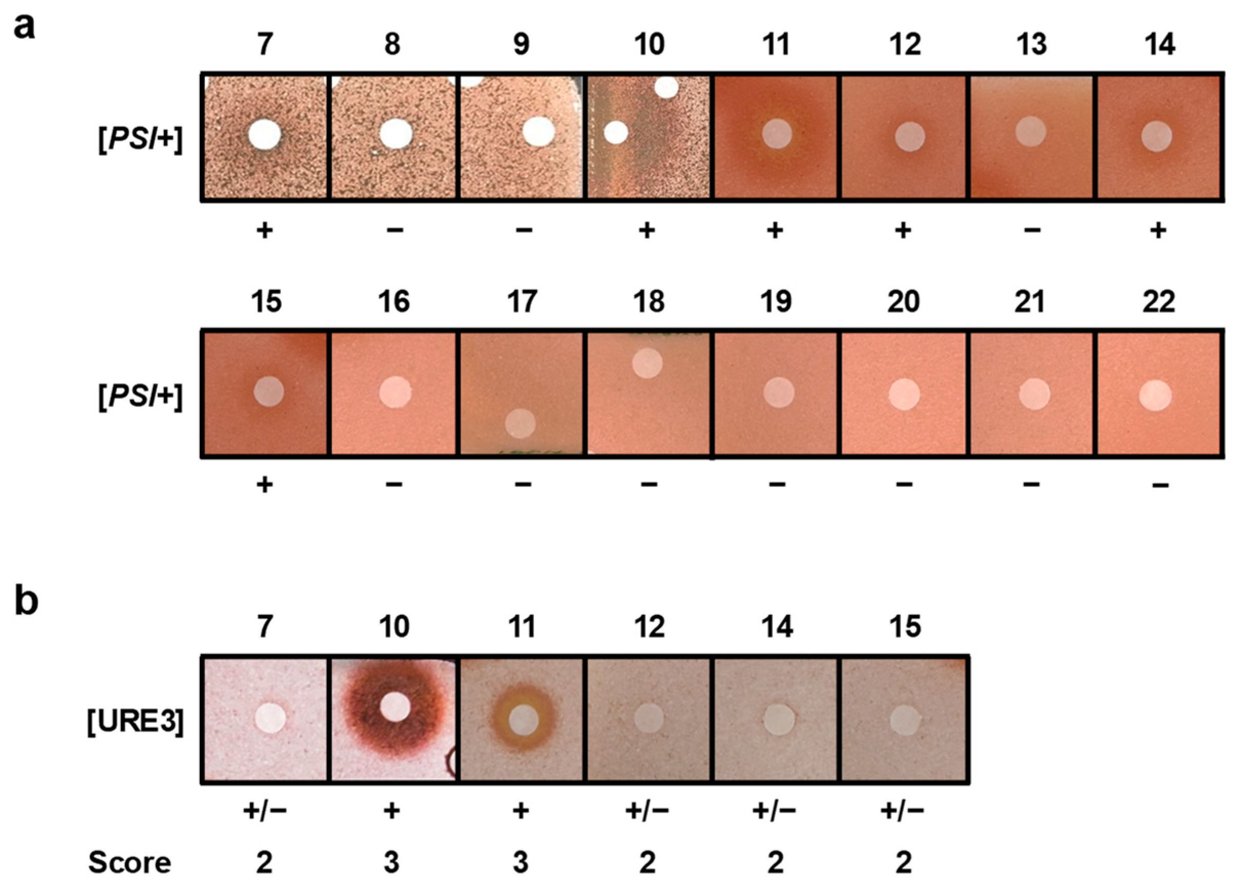 Marinedrugs 22 00456 g006 Marinedrugs 22 00456 g006