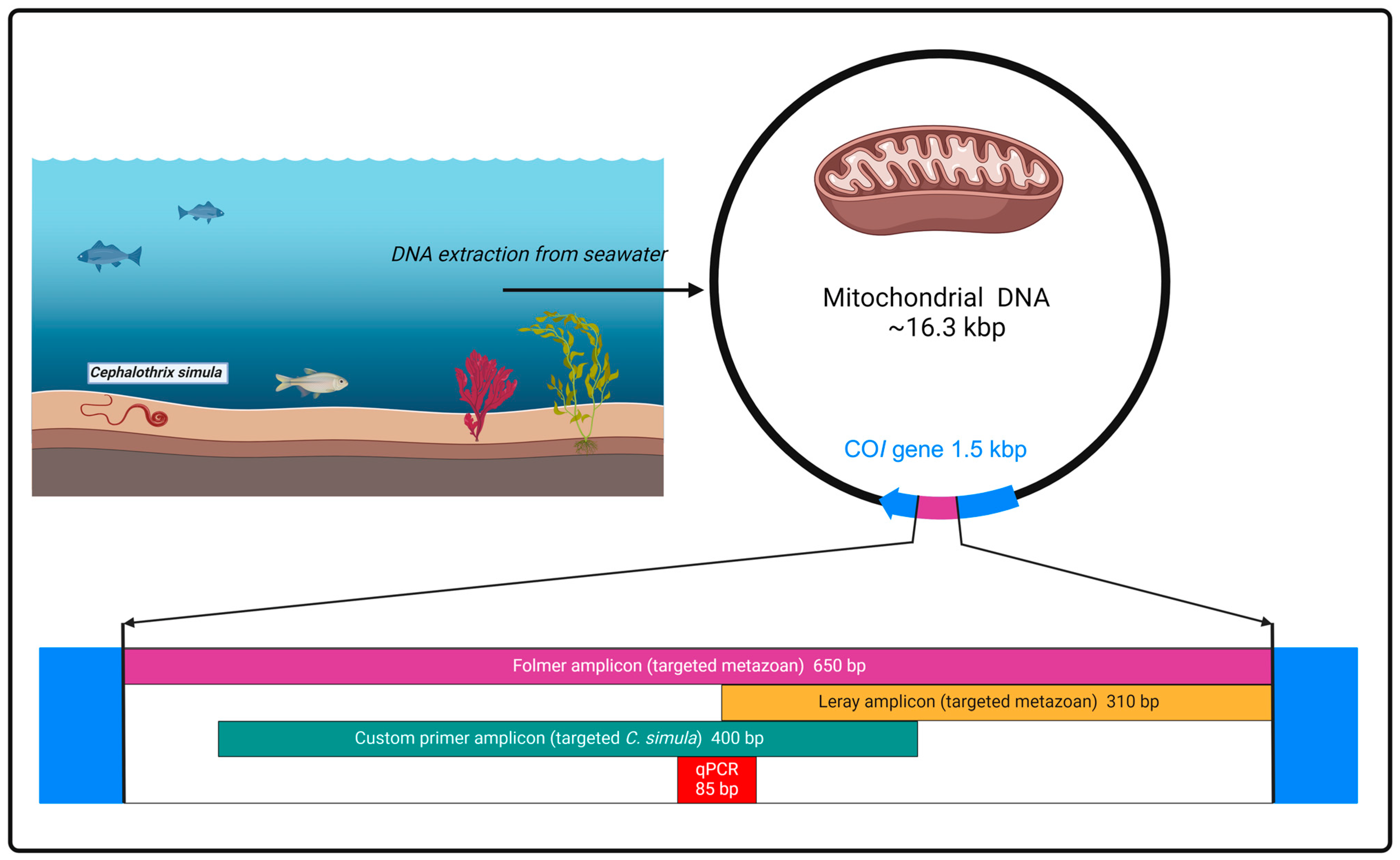Marinedrugs 22 00458 g006 Marinedrugs 22 00458 g006