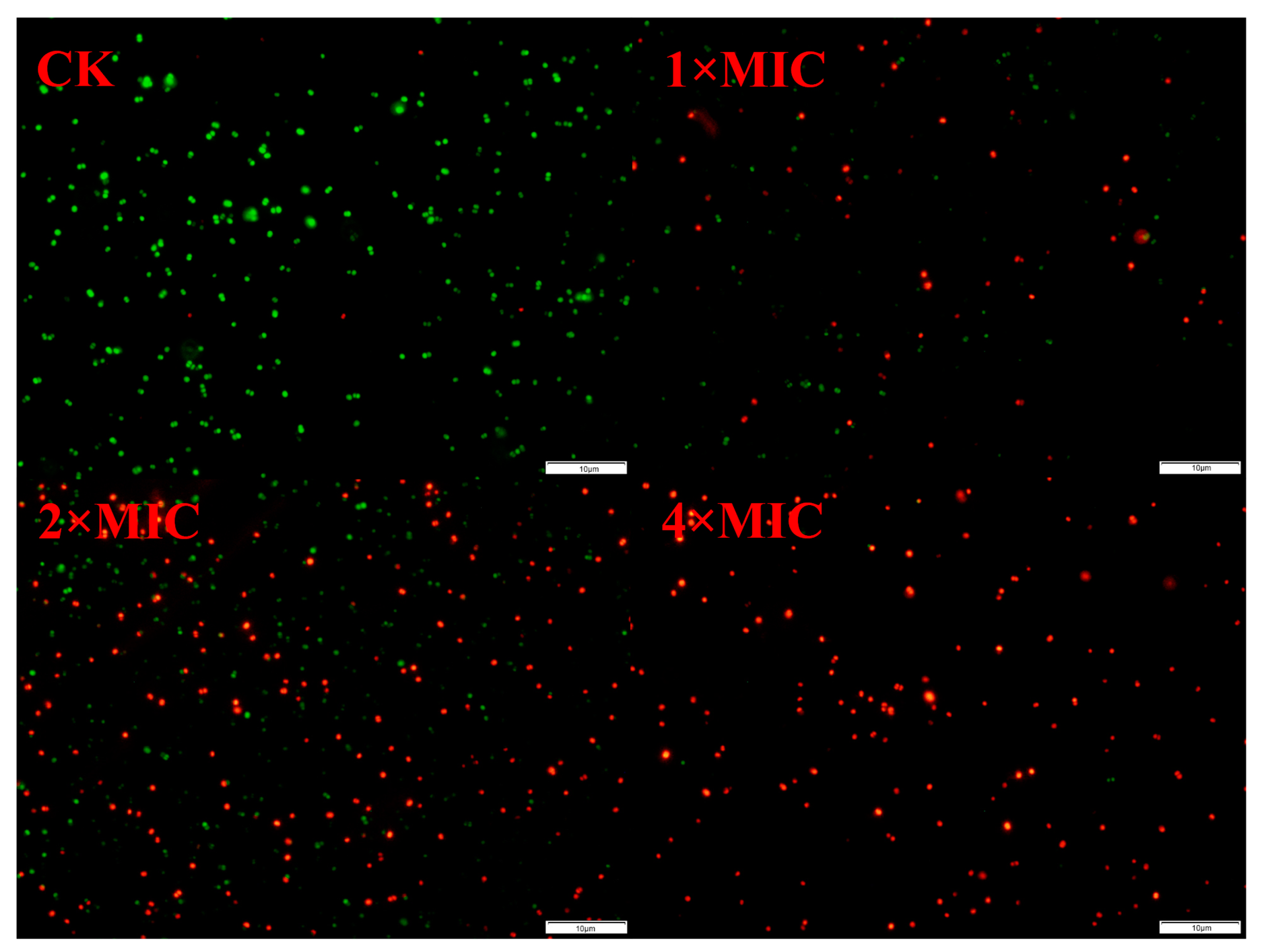 Marinedrugs 22 00463 g003 Marinedrugs 22 00463 g003