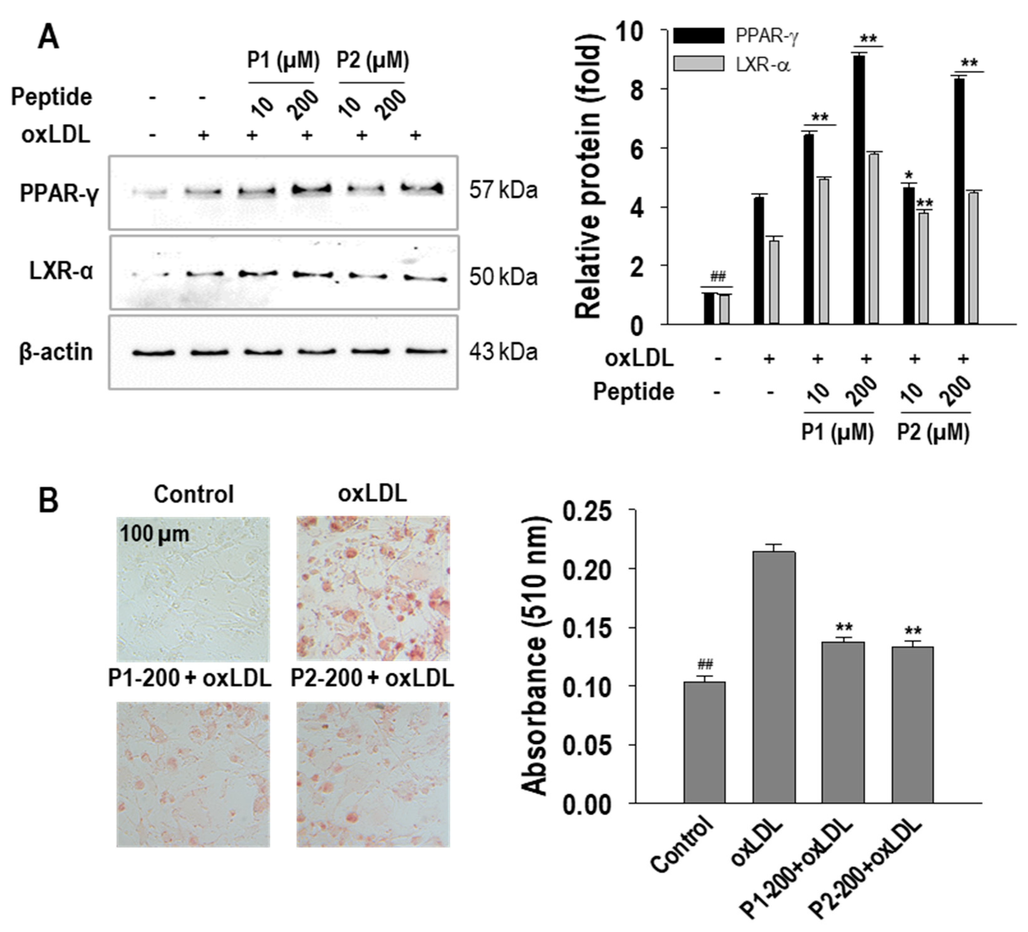 Marinedrugs 22 00466 g005