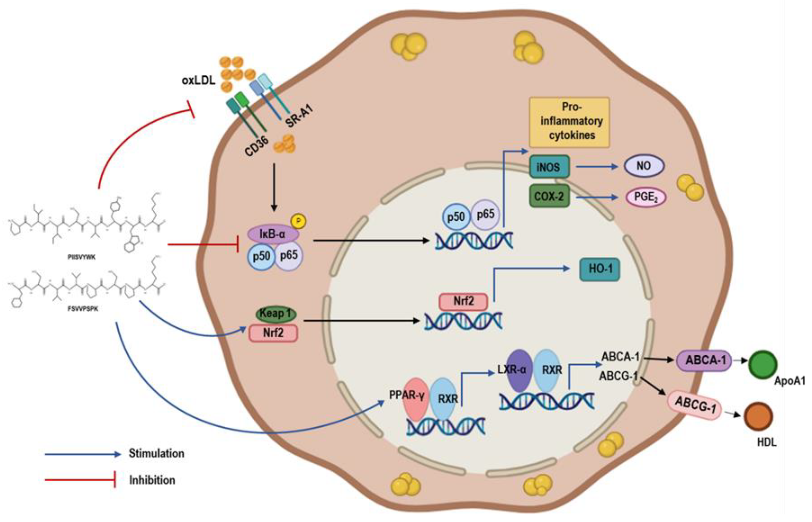 Marinedrugs 22 00466 g008